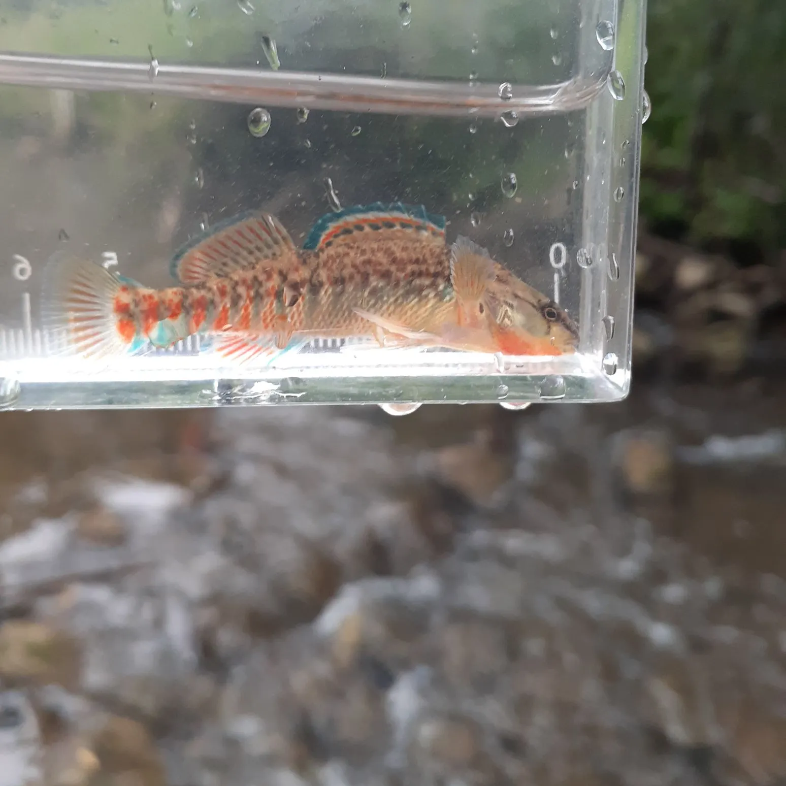 The most recent Rainbow darter catches on Fishbrain