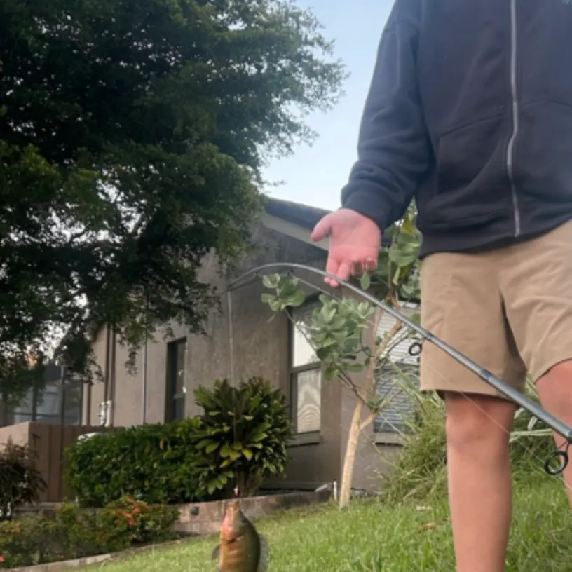 The most recent Redbelly tilapia catches on Fishbrain