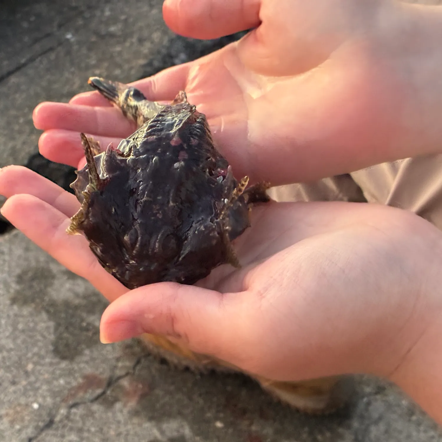 The most recent Buffalo sculpin catches on Fishbrain