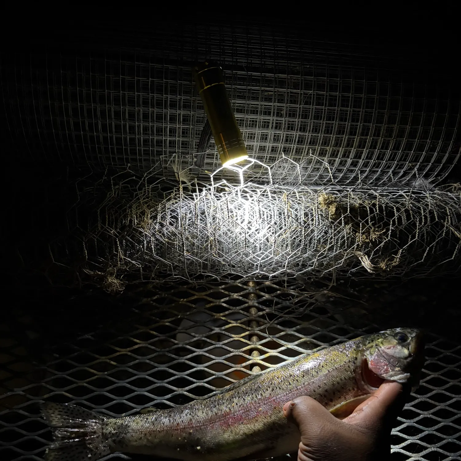 Rainbow trout caught on Fishbrain