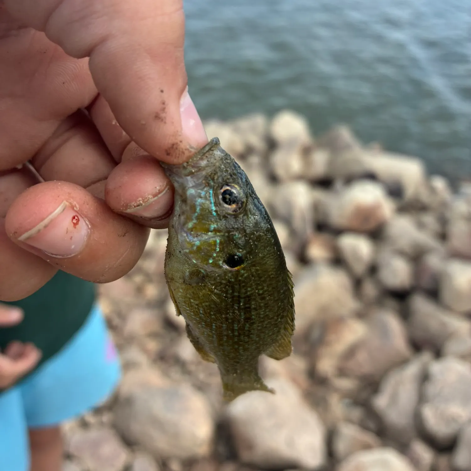 Green sunfish caught on Fishbrain