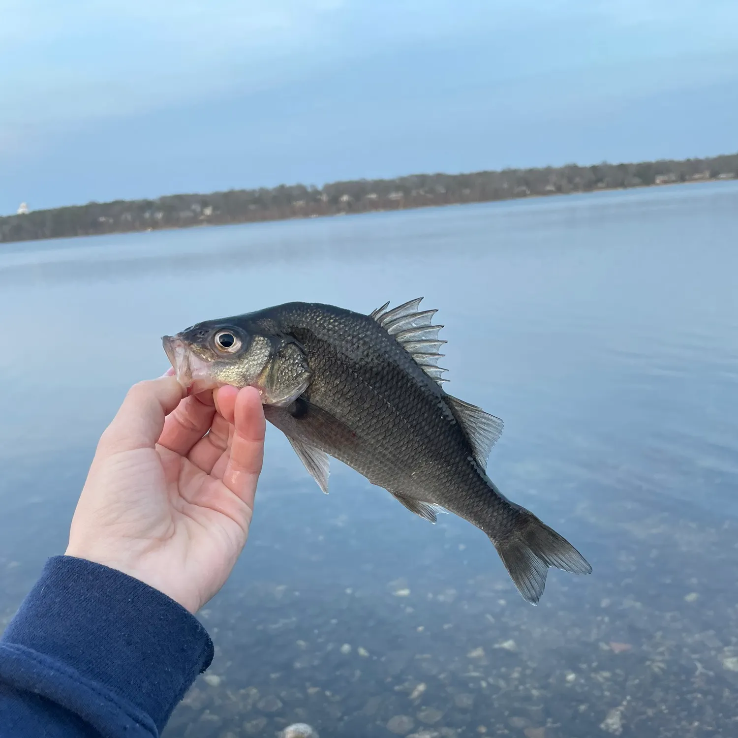The most recent White perch catches on Fishbrain