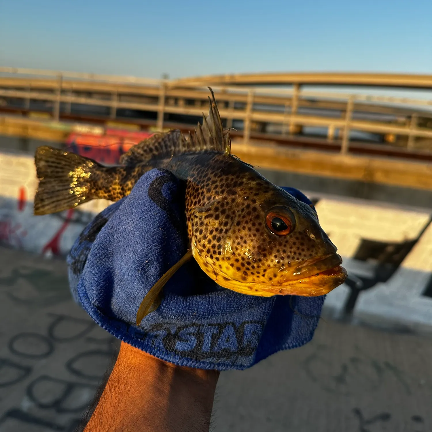 Spotted sand bass caught on Fishbrain