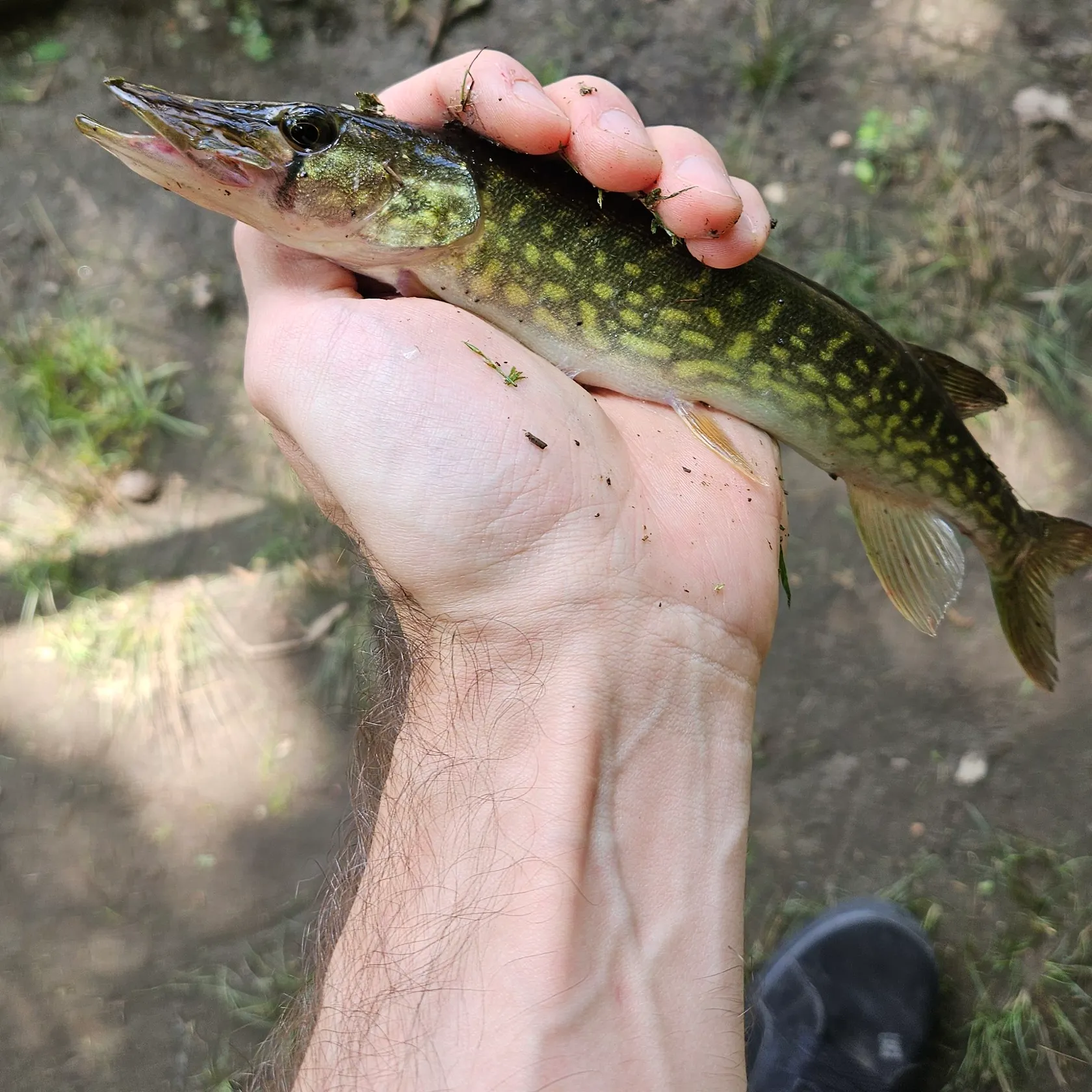Chain pickerel caught on Fishbrain
