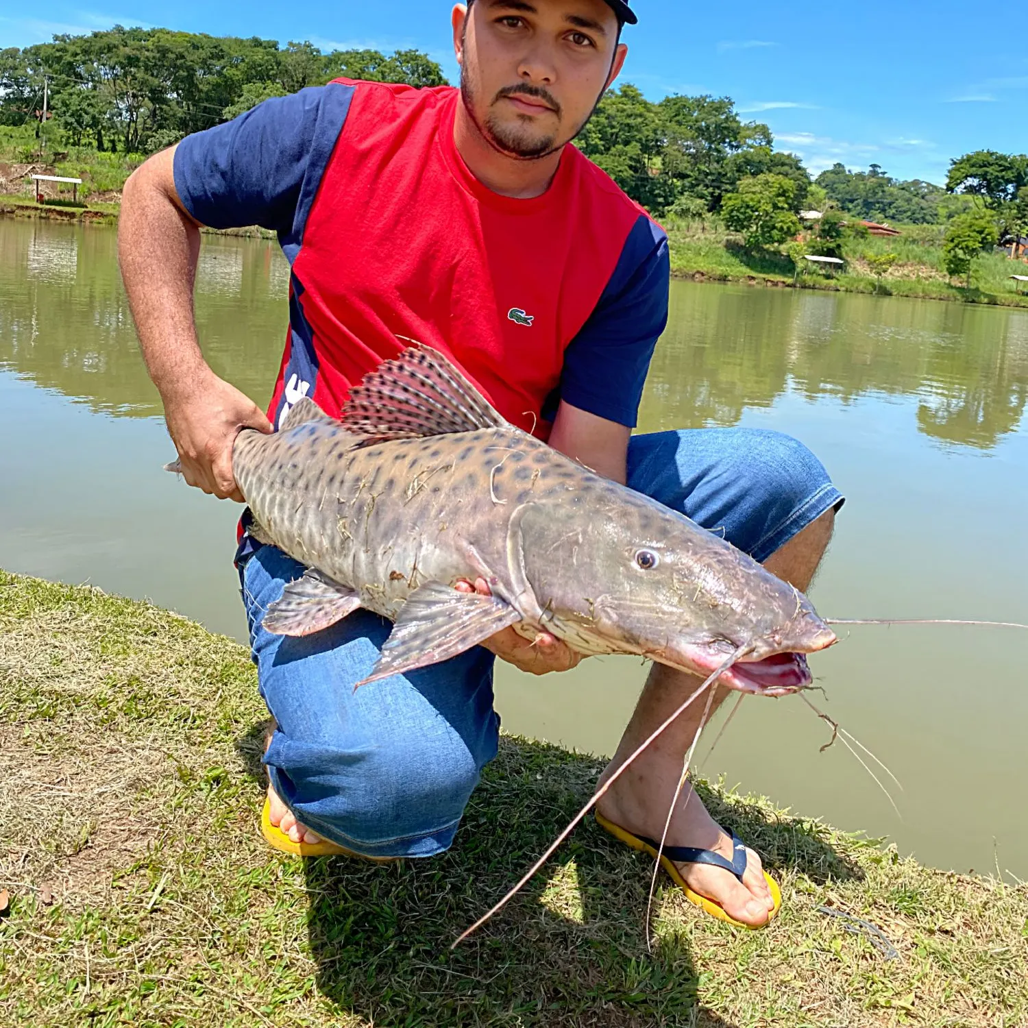 The most recent Spotted sorubim catches on Fishbrain