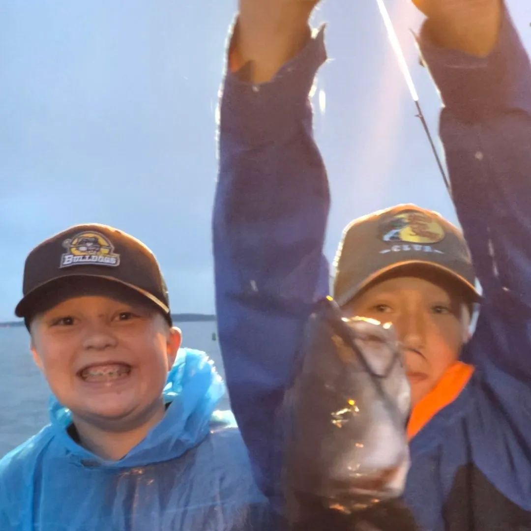 Black bullhead caught on Fishbrain