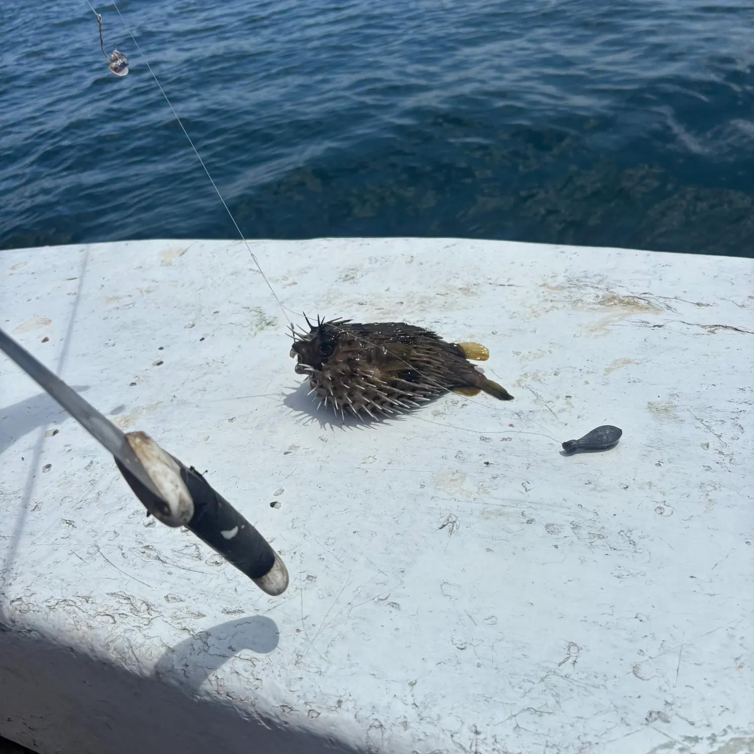 The most recent Southern puffer catches on Fishbrain