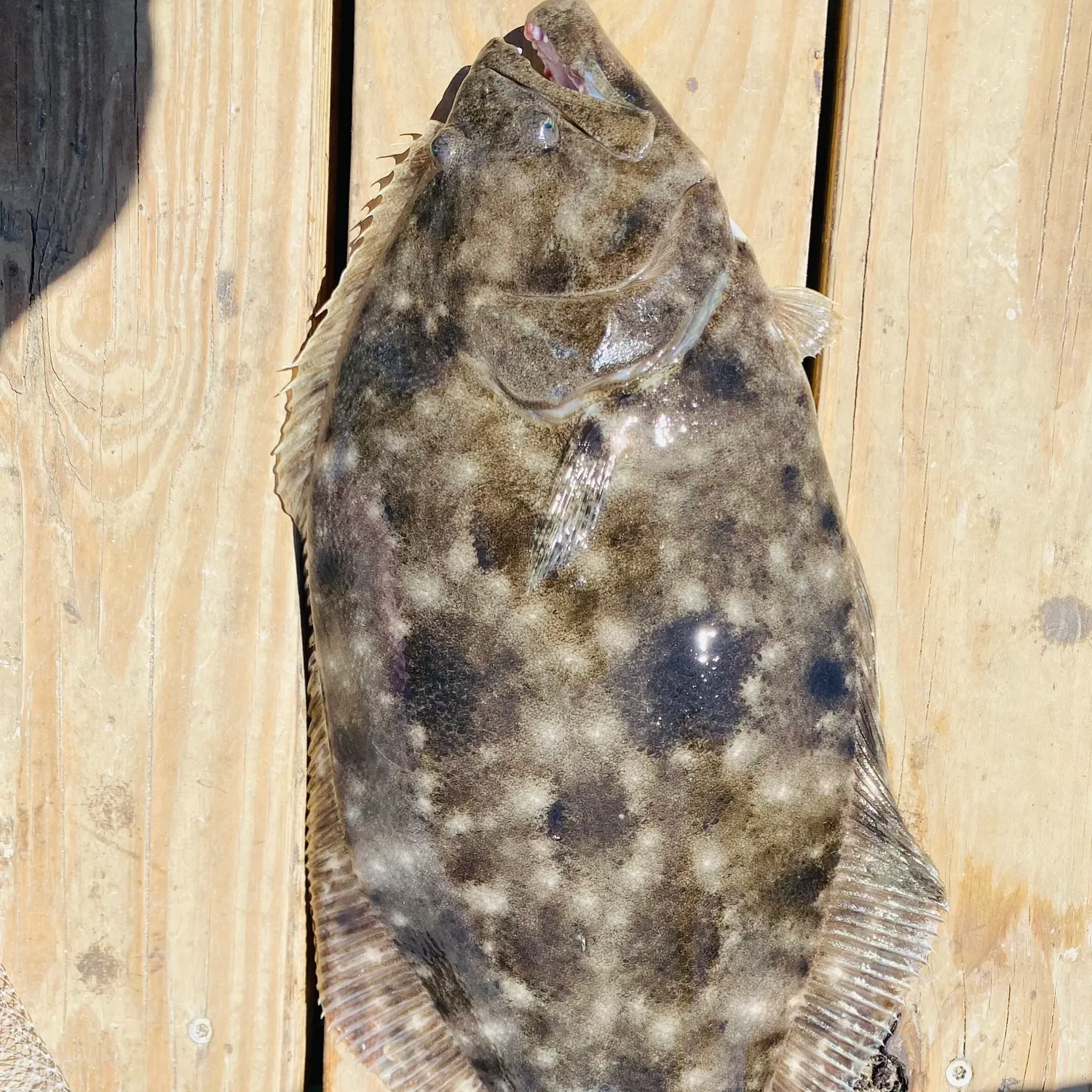 The most recent Southern flounder catches on Fishbrain