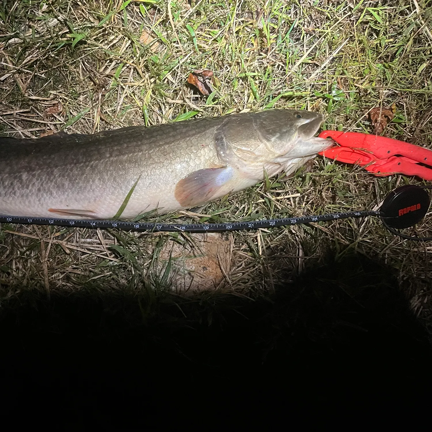 Ruddy bowfin caught on Fishbrain