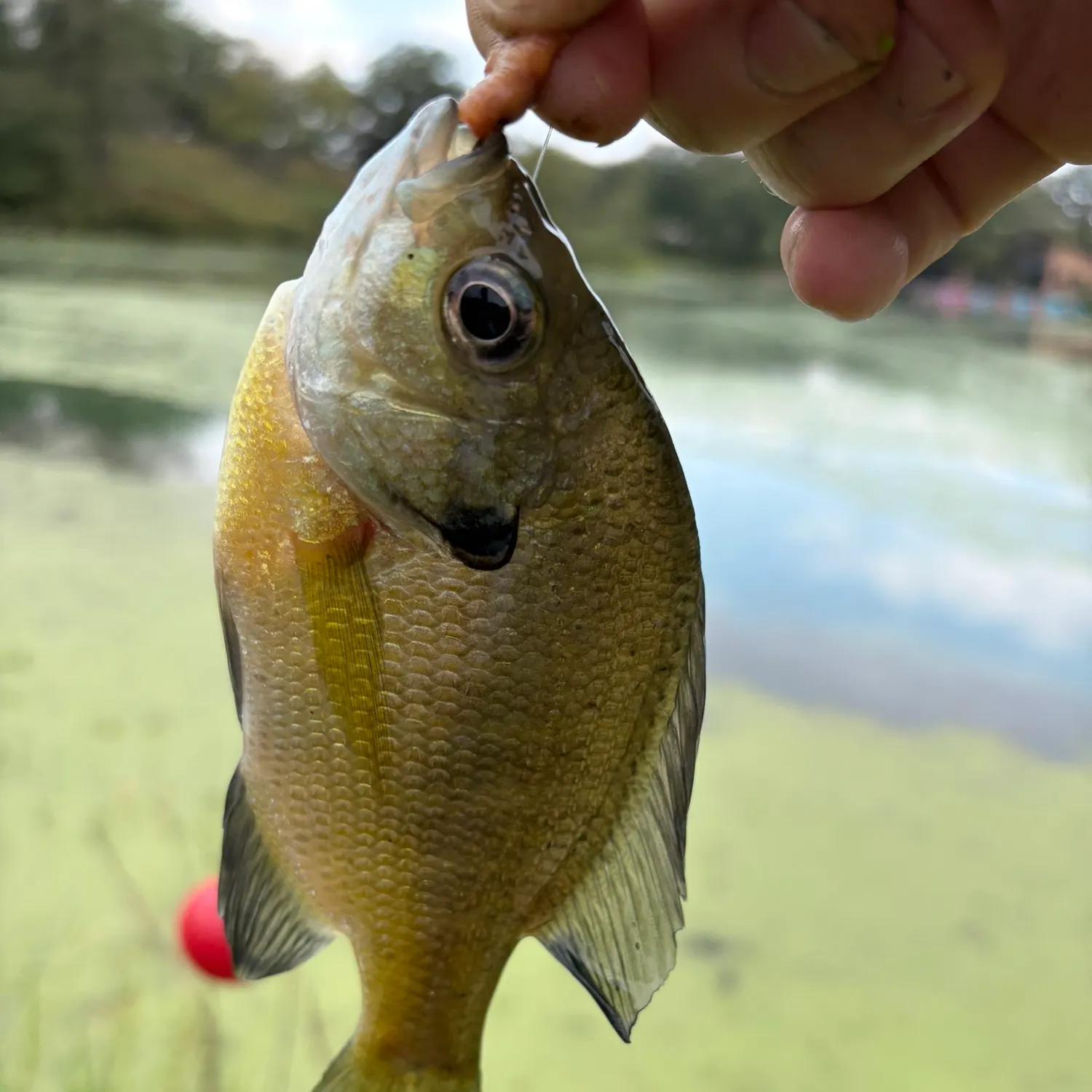 Bluegill caught on Fishbrain