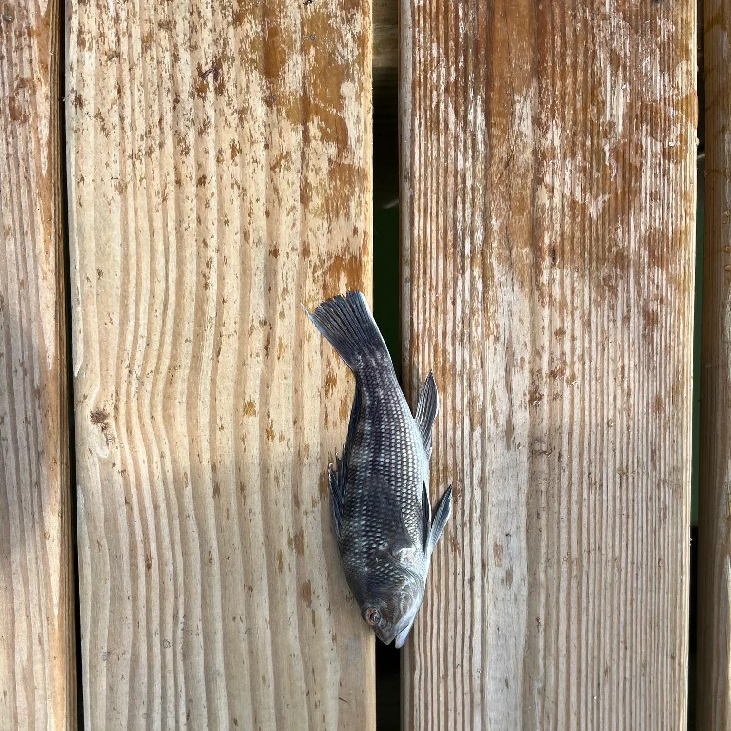 Black sea bass caught on Fishbrain