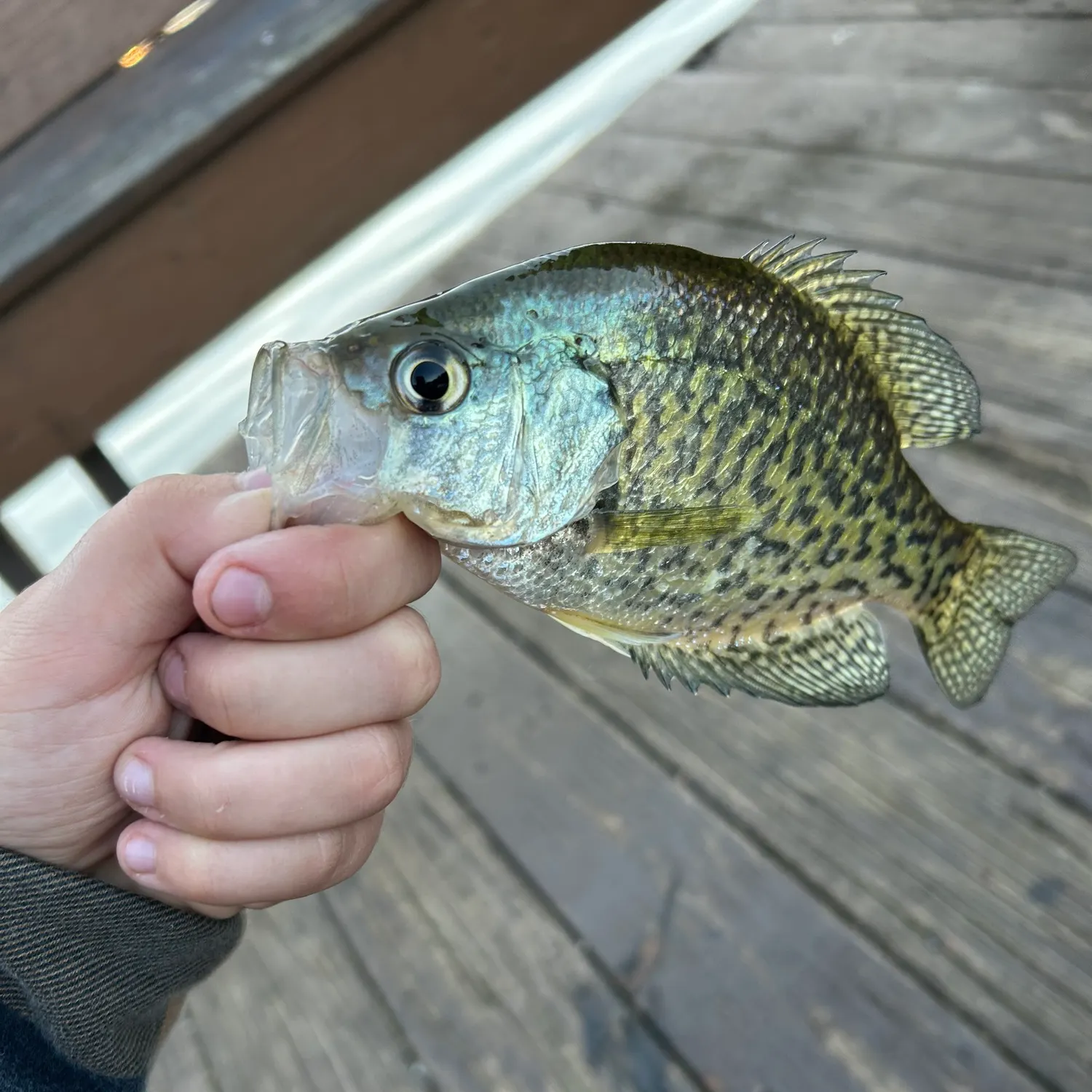 Black crappie caught on Fishbrain