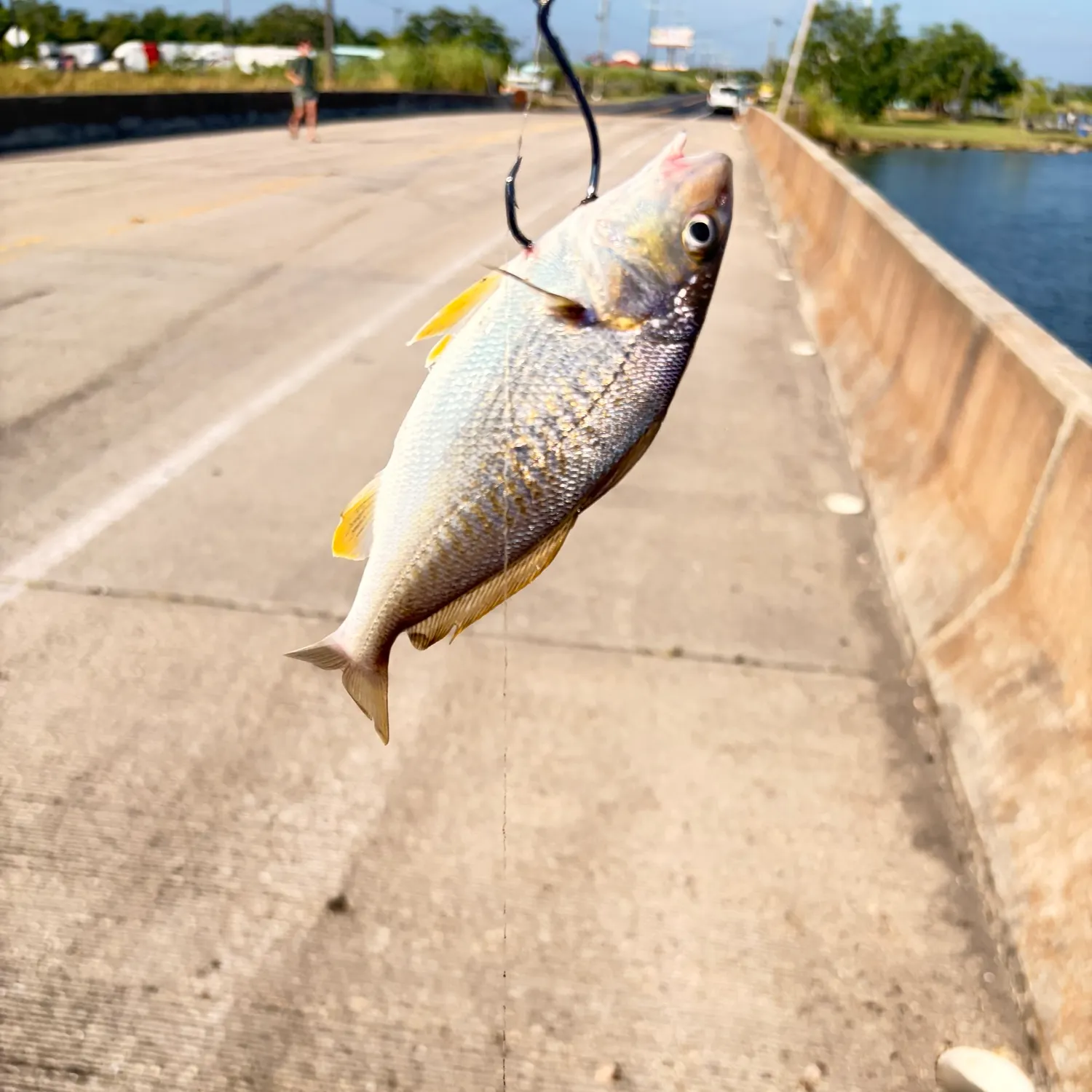 Atlantic croaker caught on Fishbrain