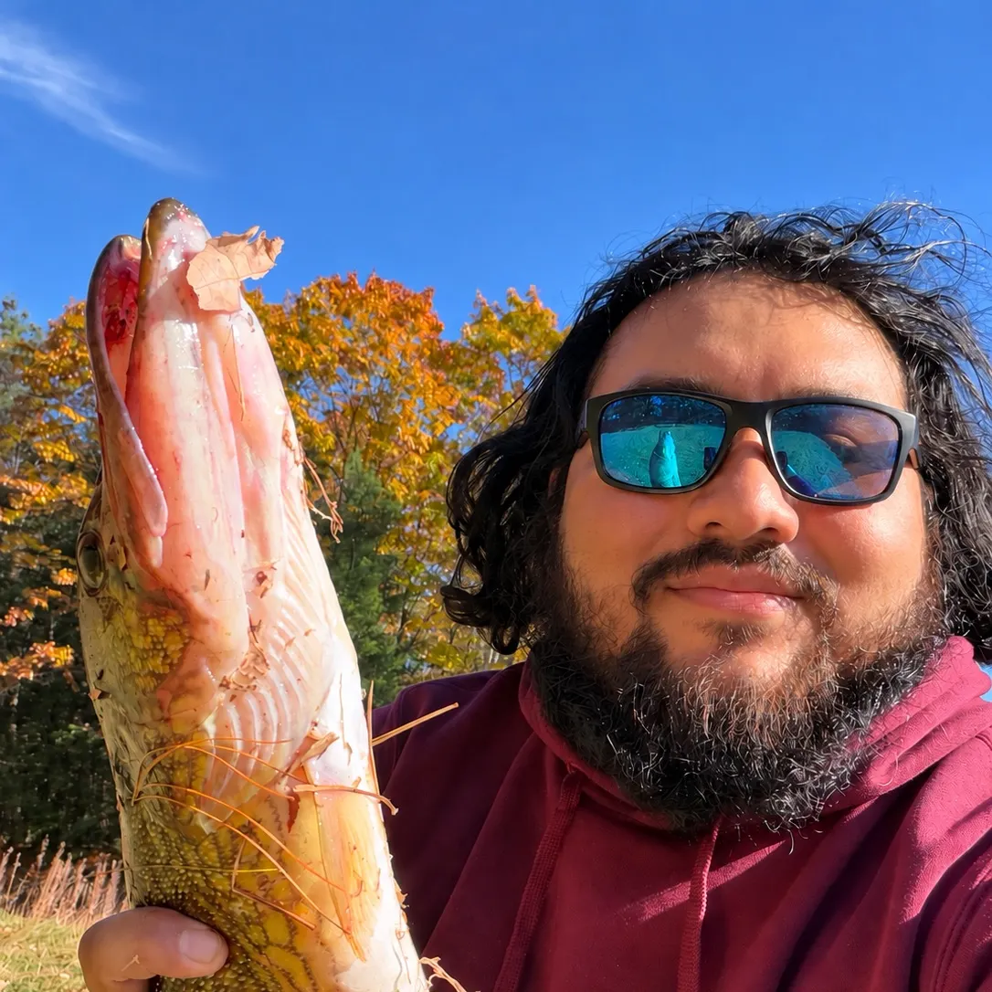 Chain pickerel caught on Fishbrain