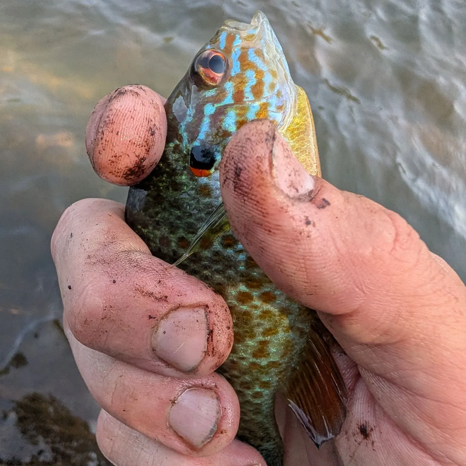 Pumpkinseed caught on Fishbrain