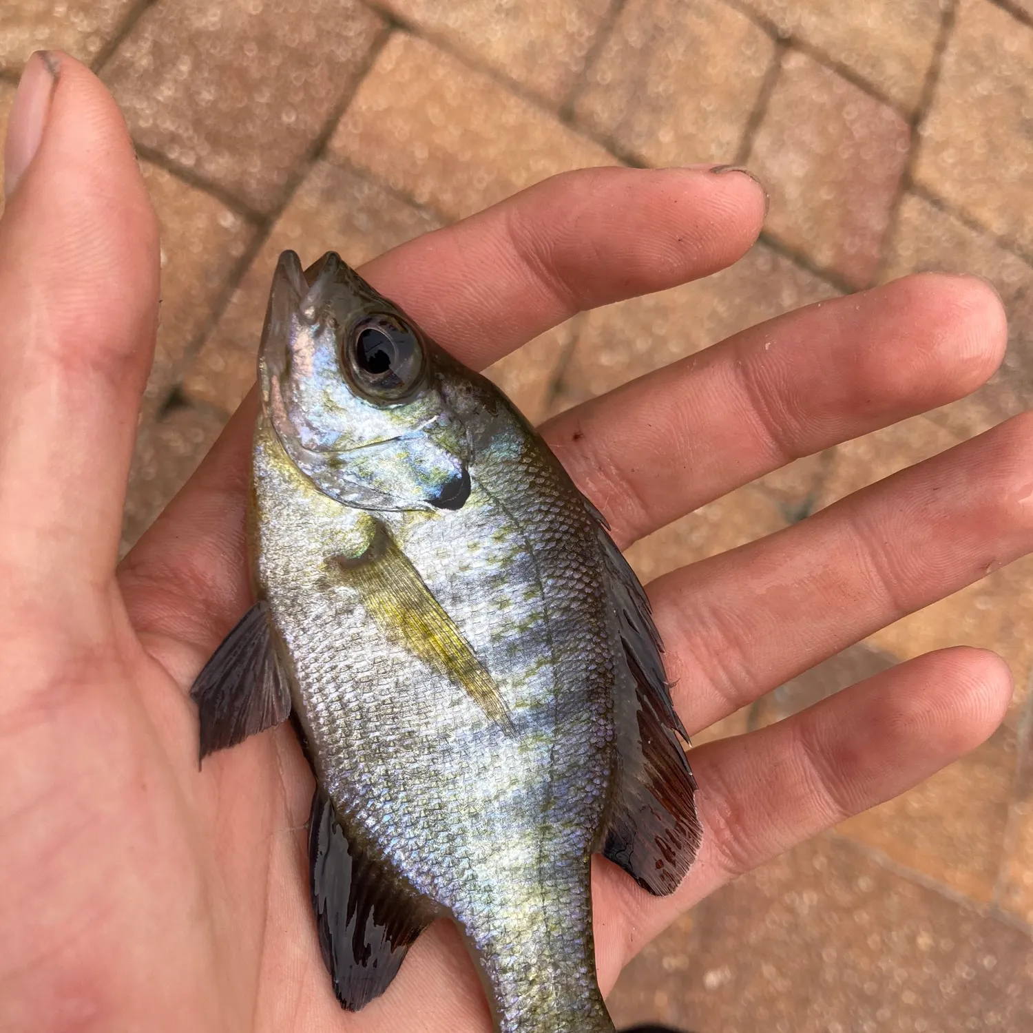 Bluegill caught on Fishbrain