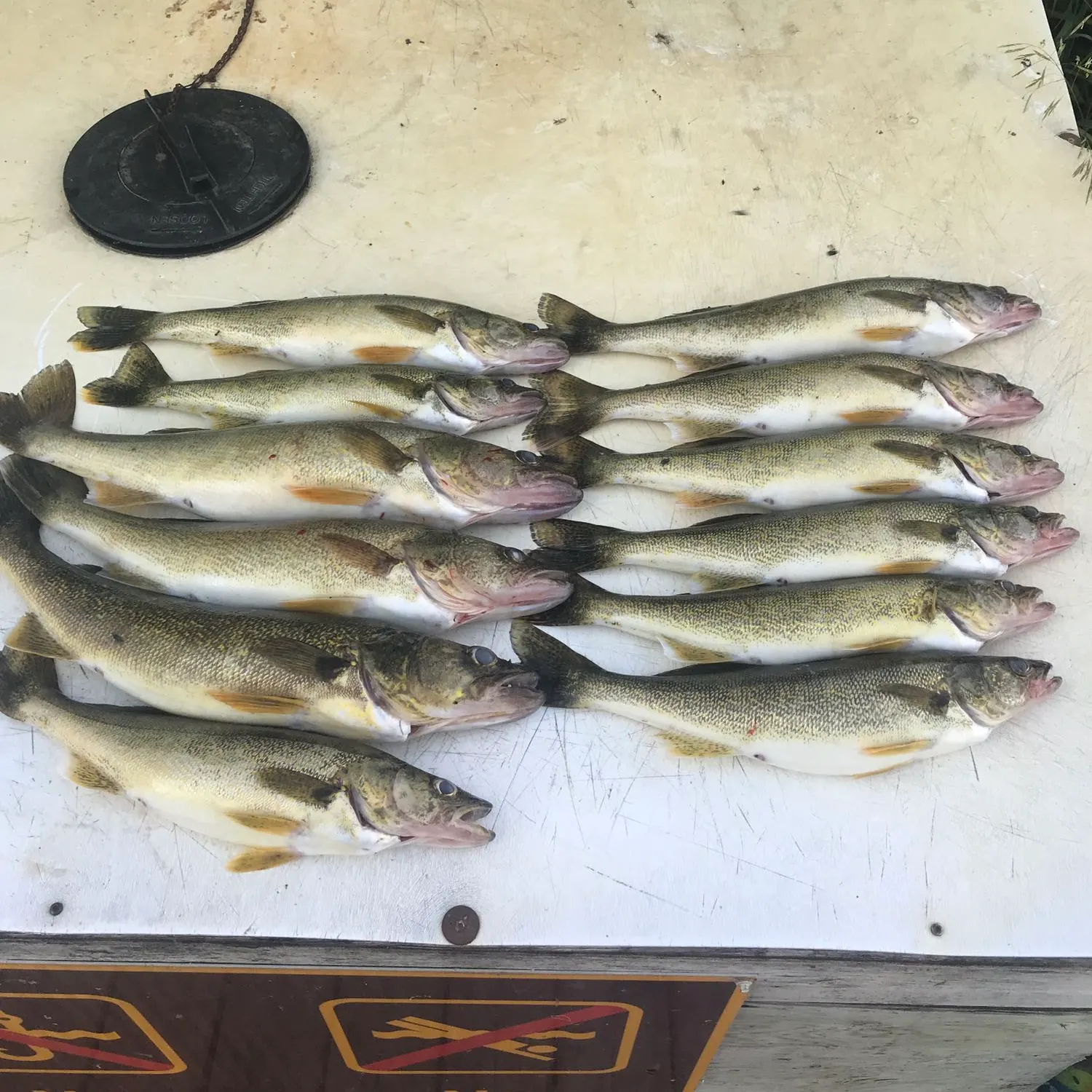 recently logged catches