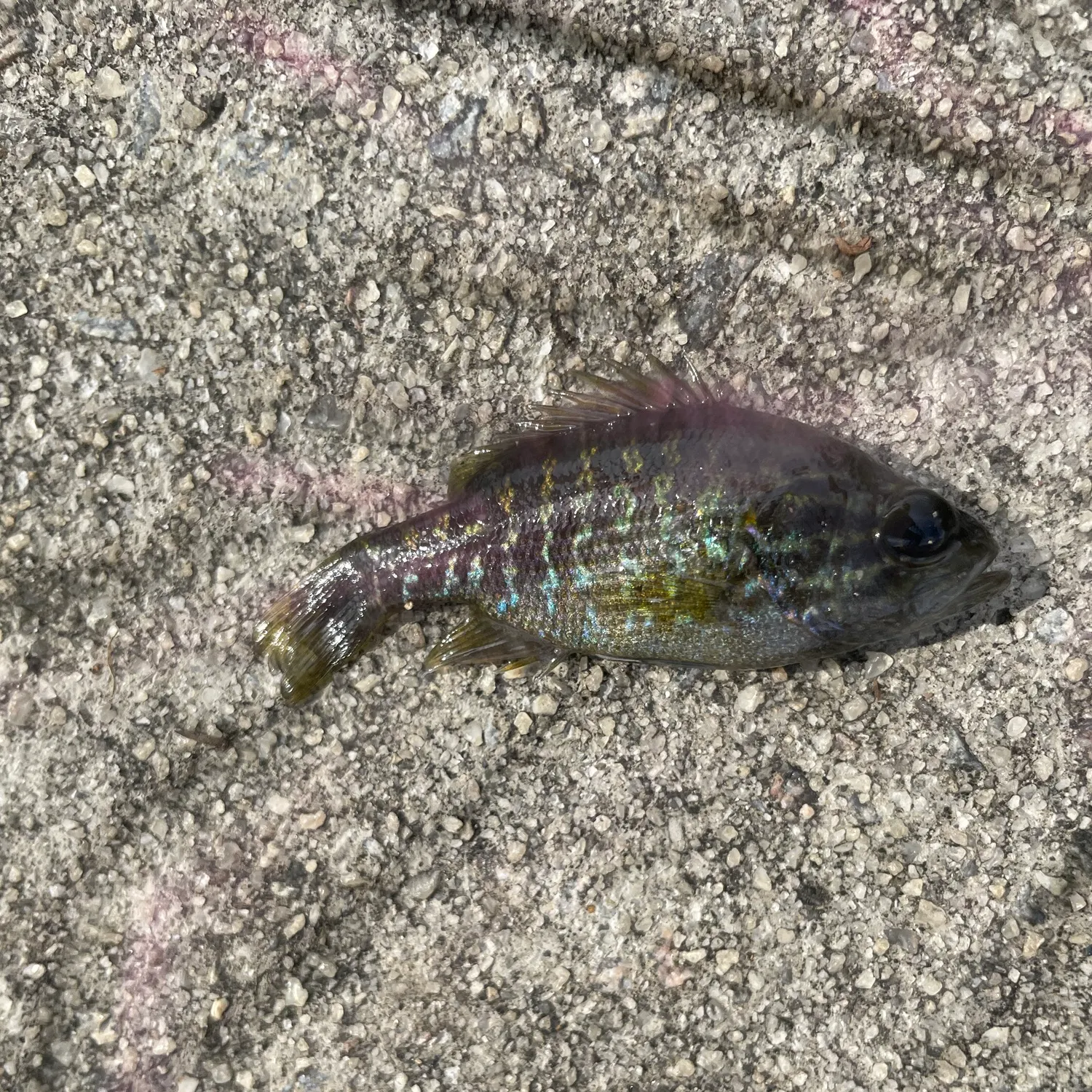 Green sunfish caught on Fishbrain