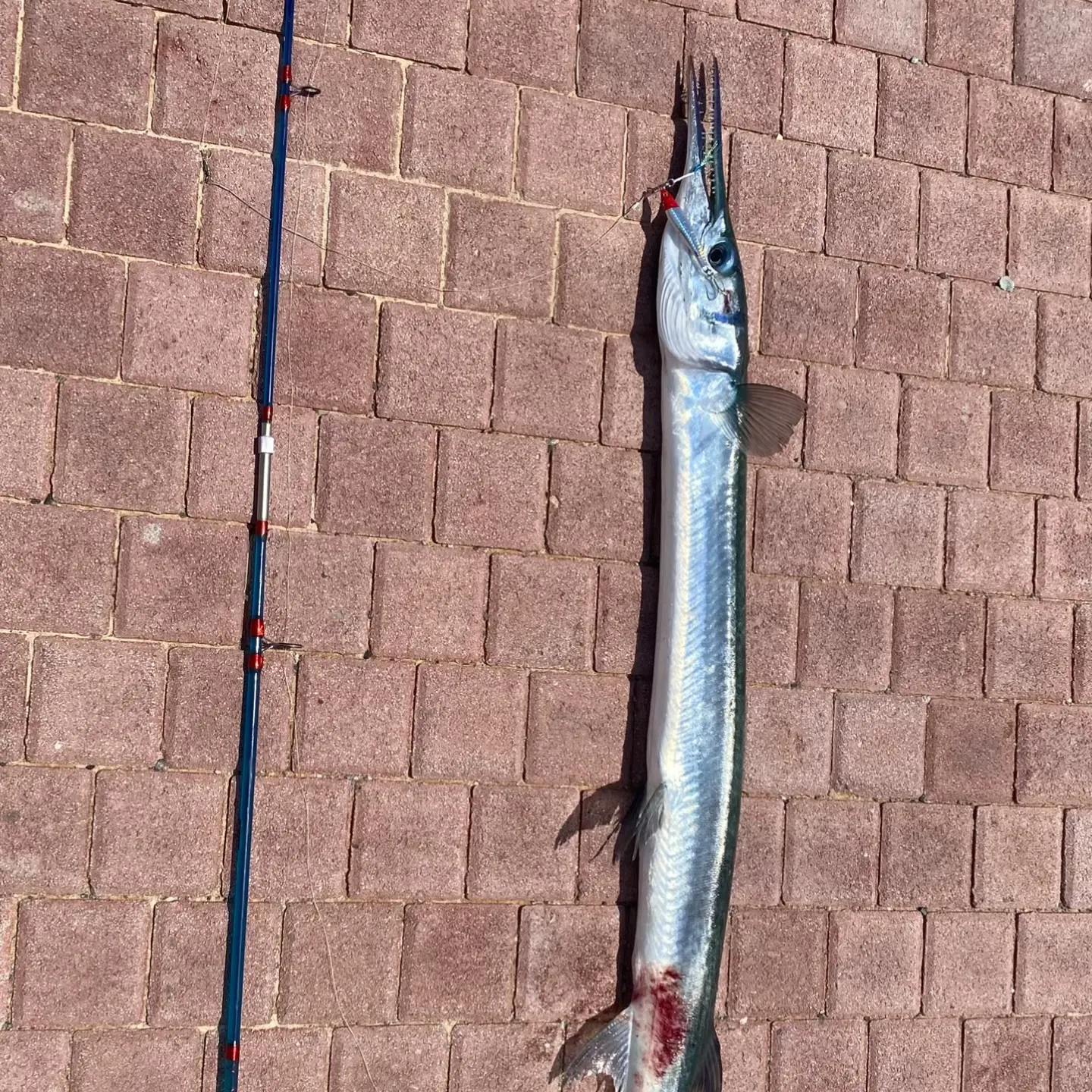 The most recent Hound needlefish catches on Fishbrain