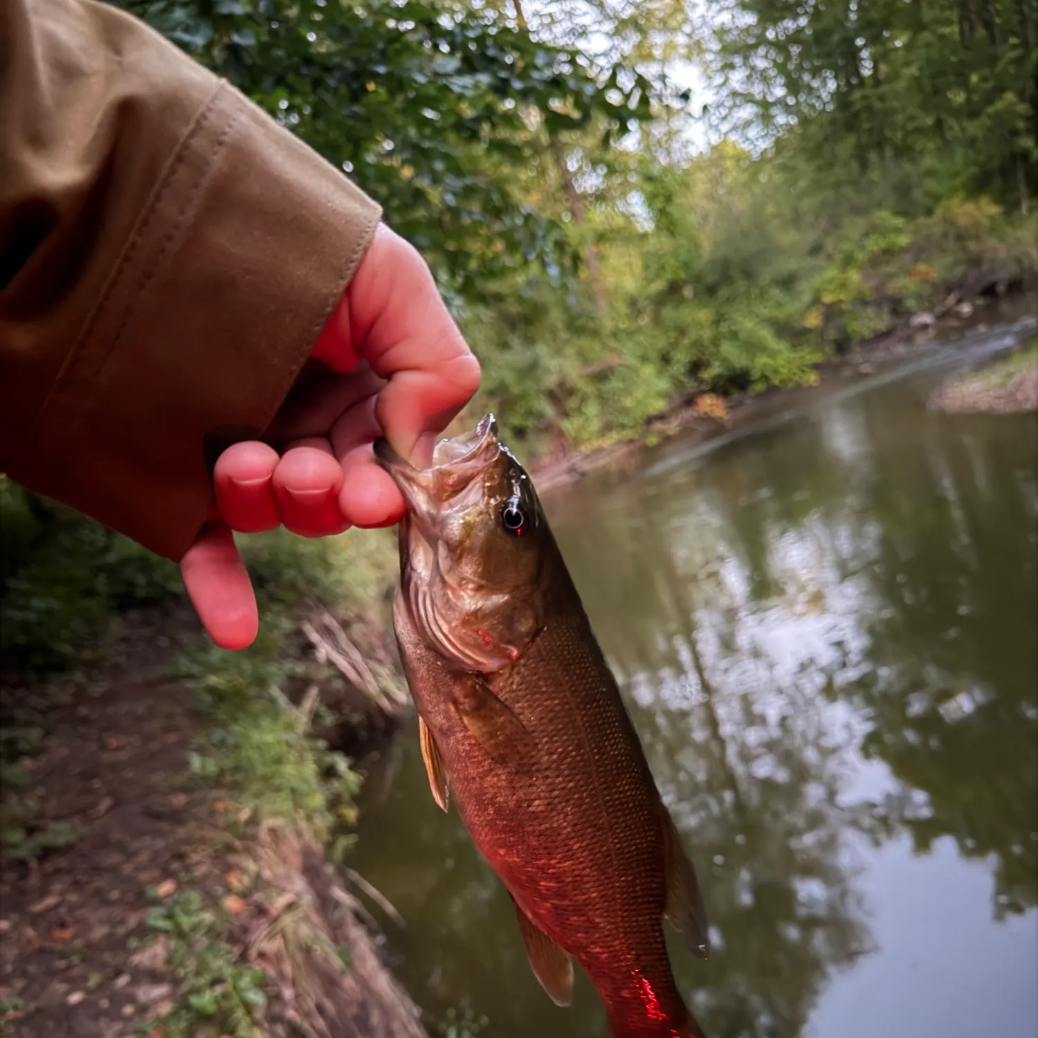 Smallmouth bass caught on Fishbrain