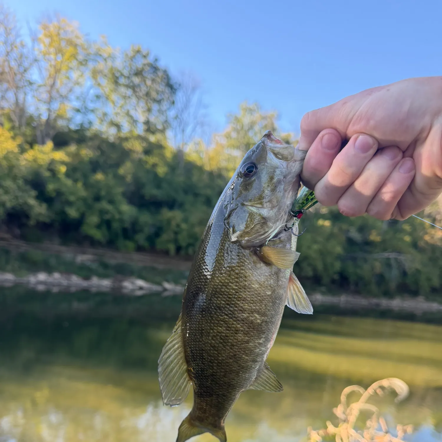 Smallmouth bass caught on Fishbrain