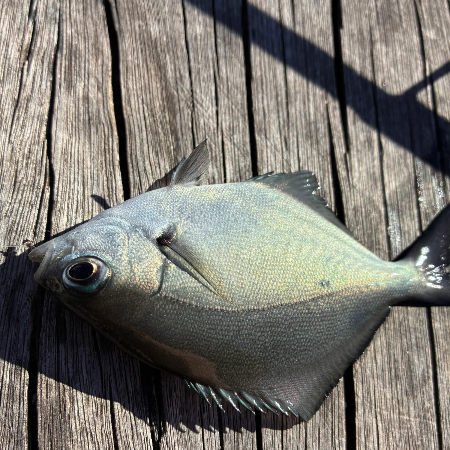 The most recent Silver sweep catches on Fishbrain