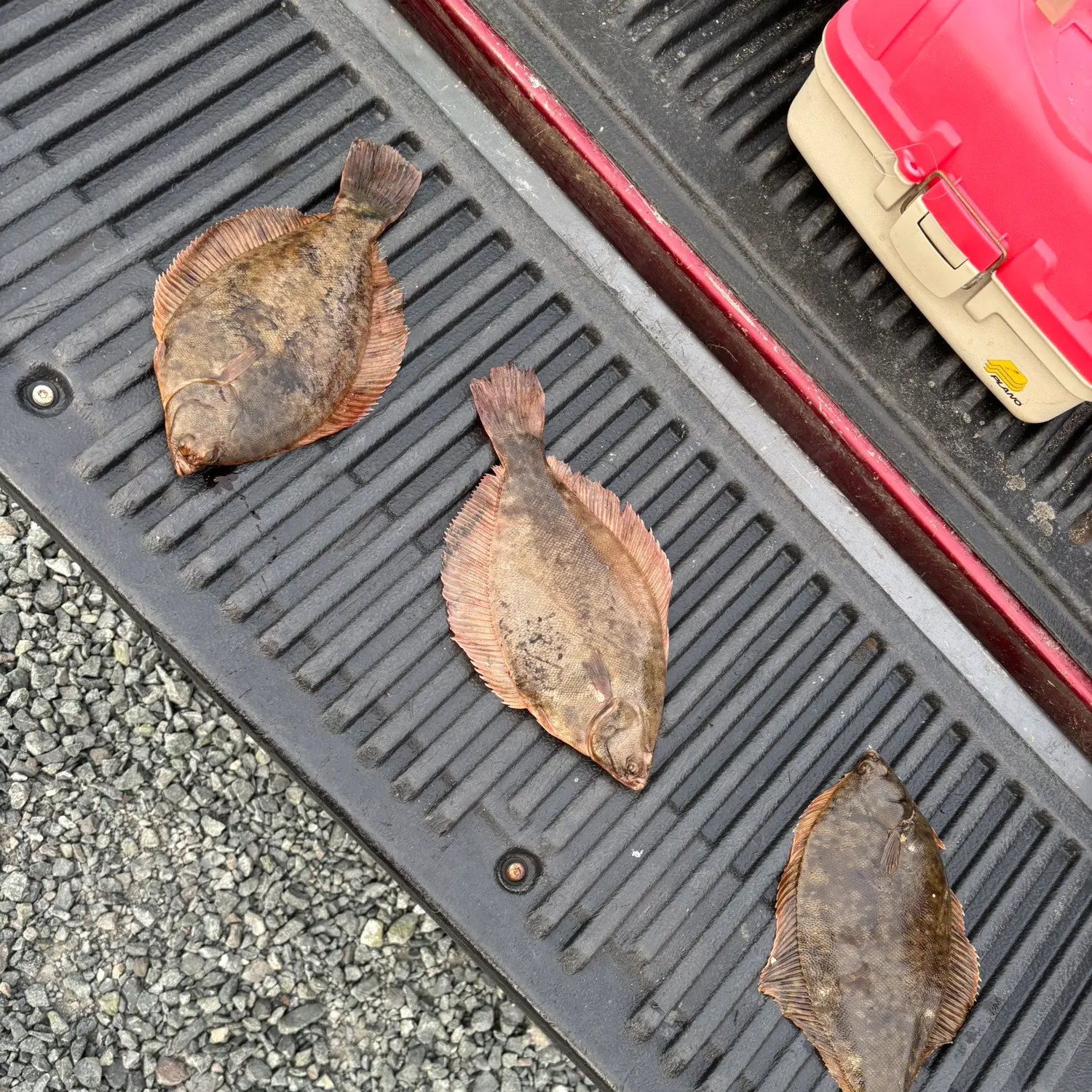 The most recent Flathead sole catches on Fishbrain
