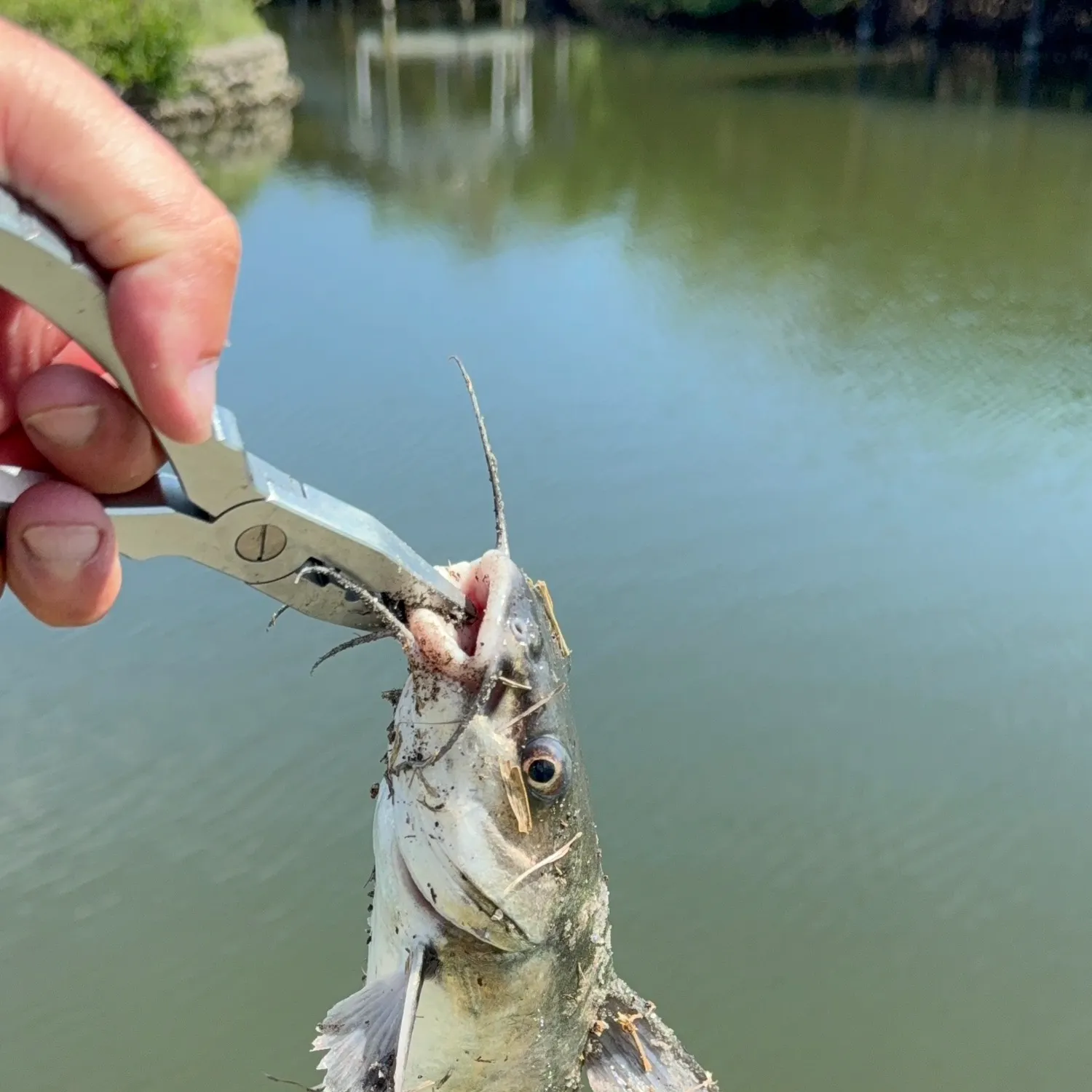 catch
