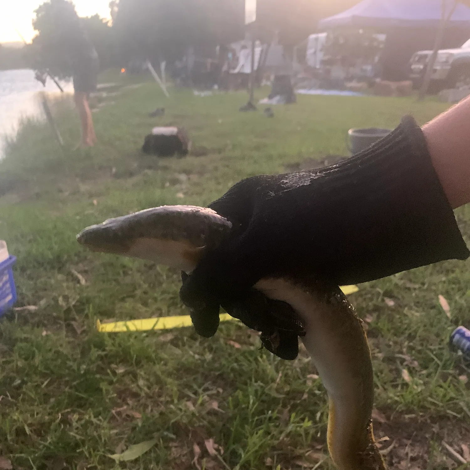 The most recent Shortfin eel catches on Fishbrain