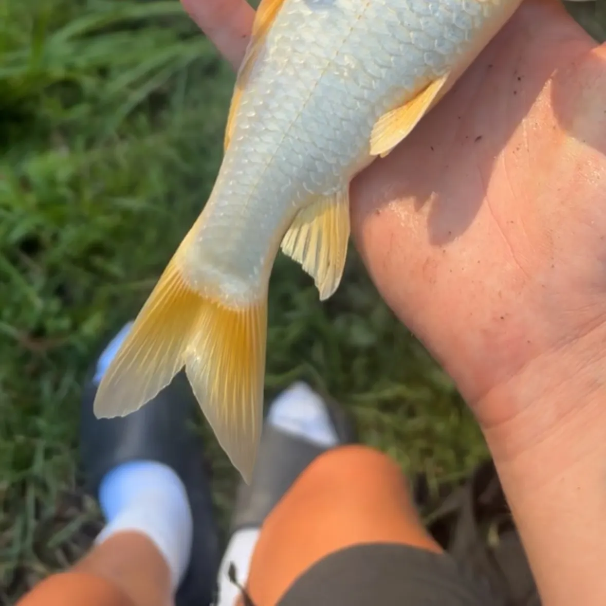 The most recent Koi carp catches on Fishbrain