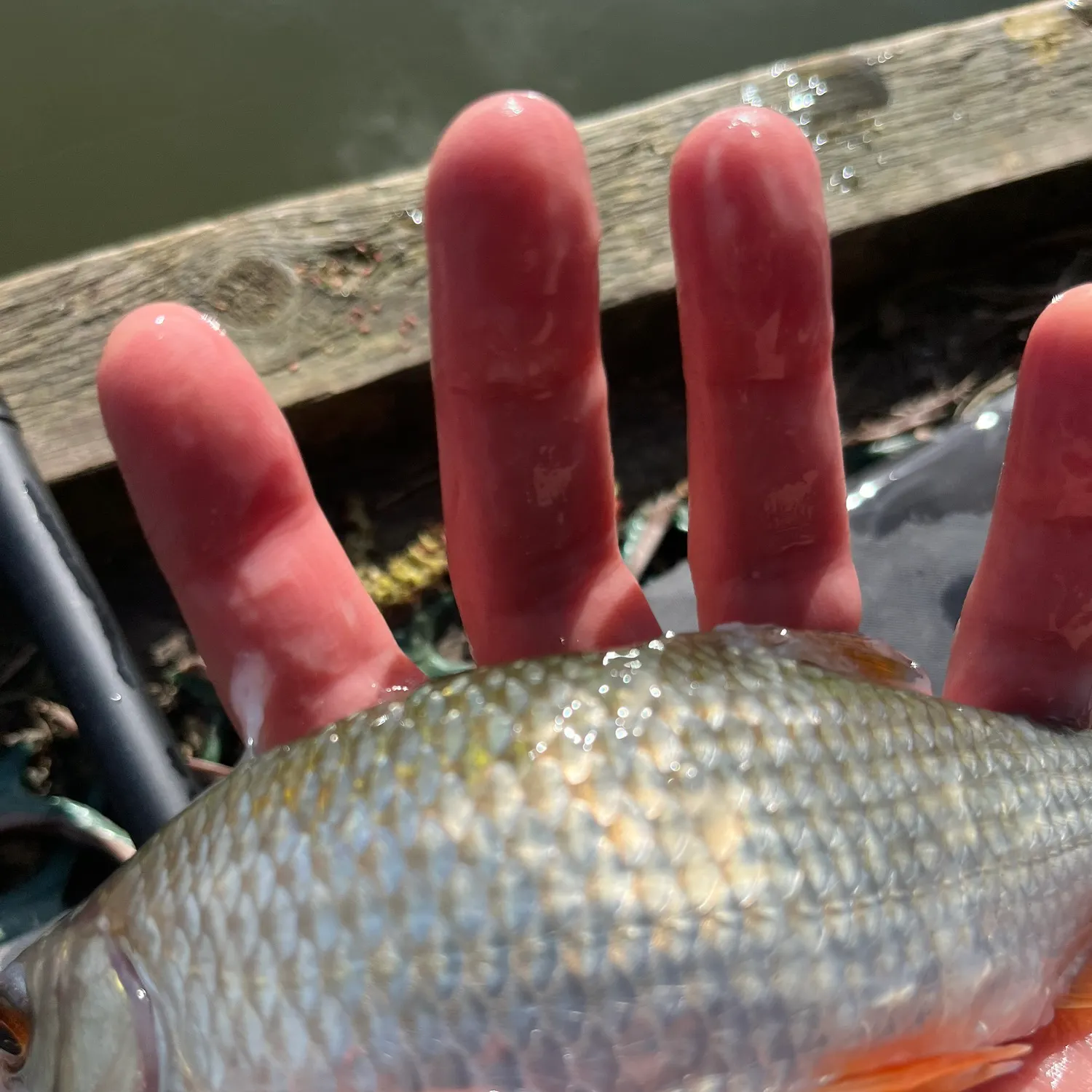 The most recent Gudgeon catches on Fishbrain