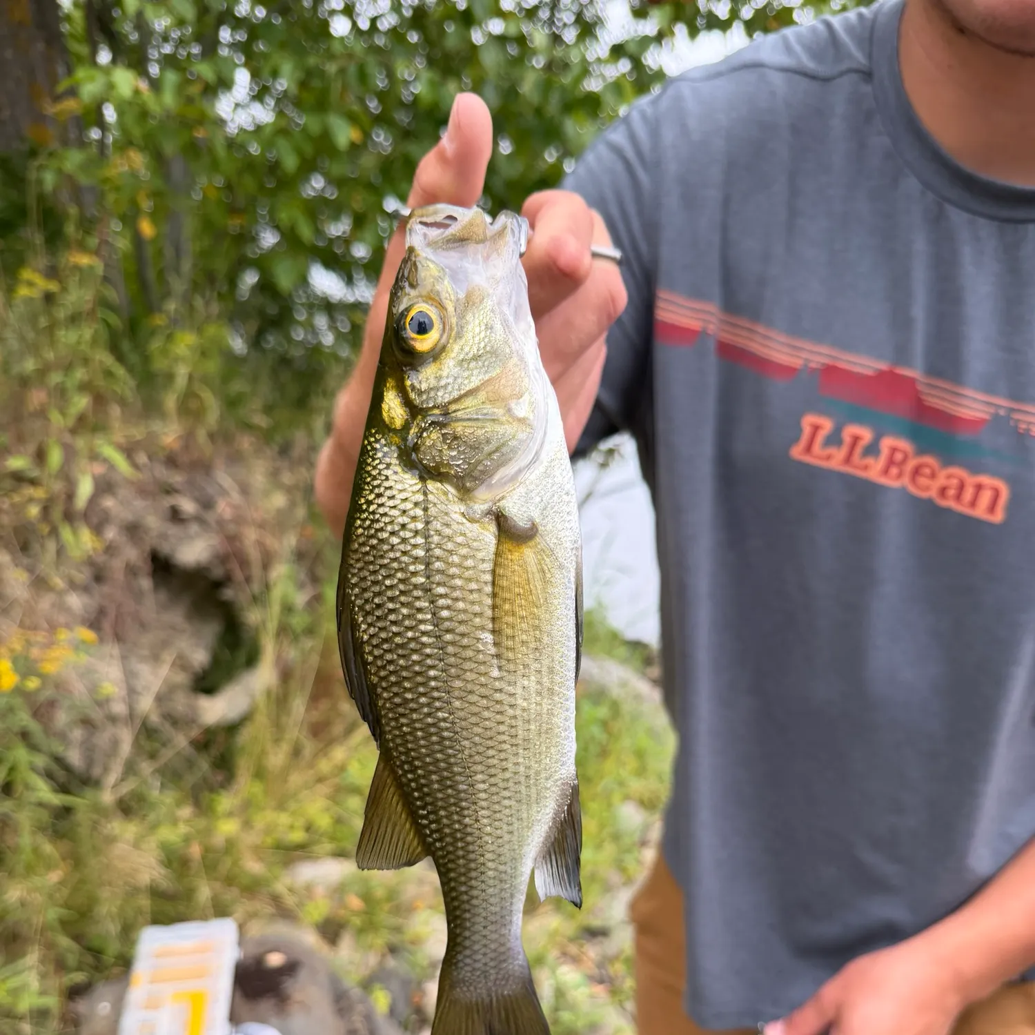 White perch caught on Fishbrain