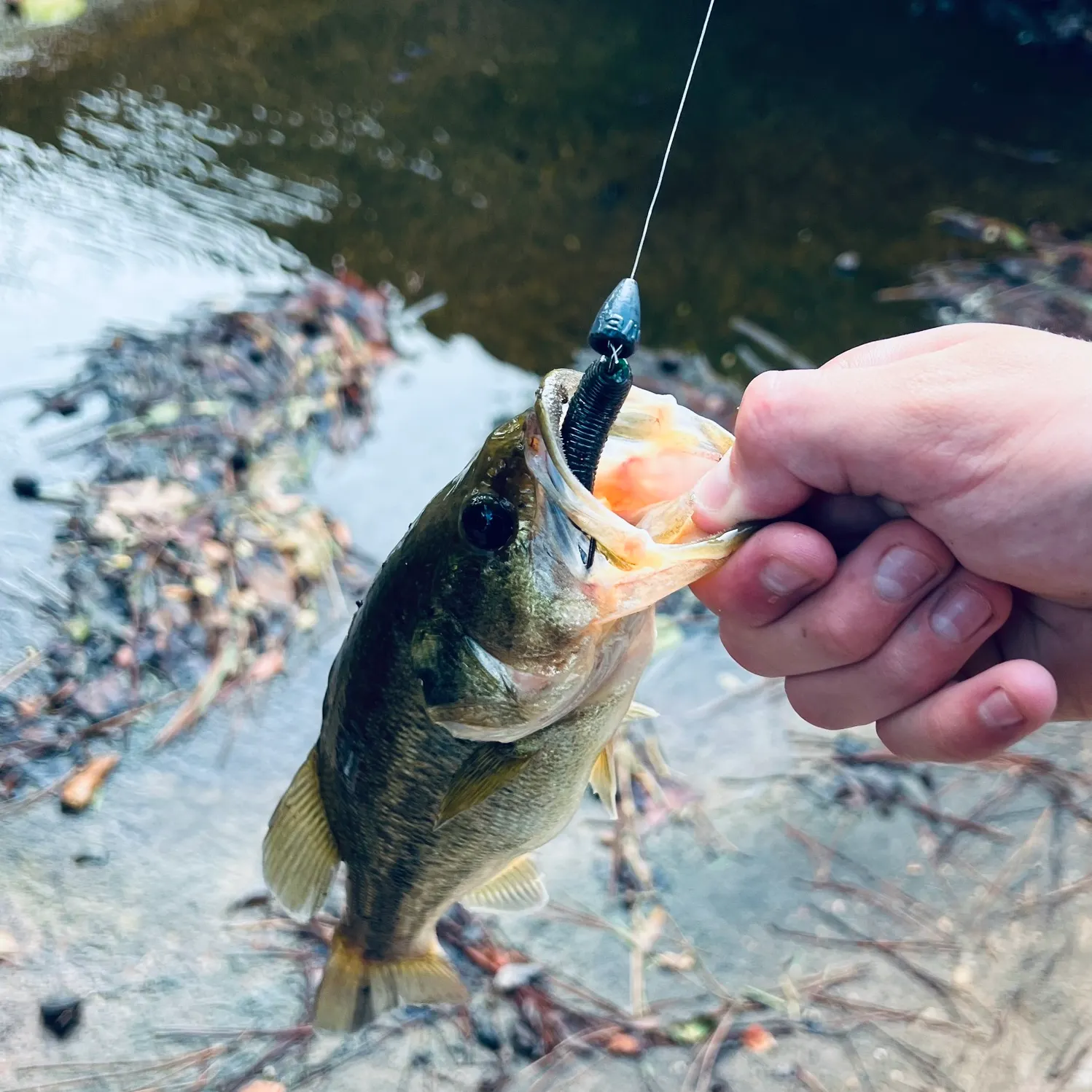 Largemouth bass caught on Fishbrain