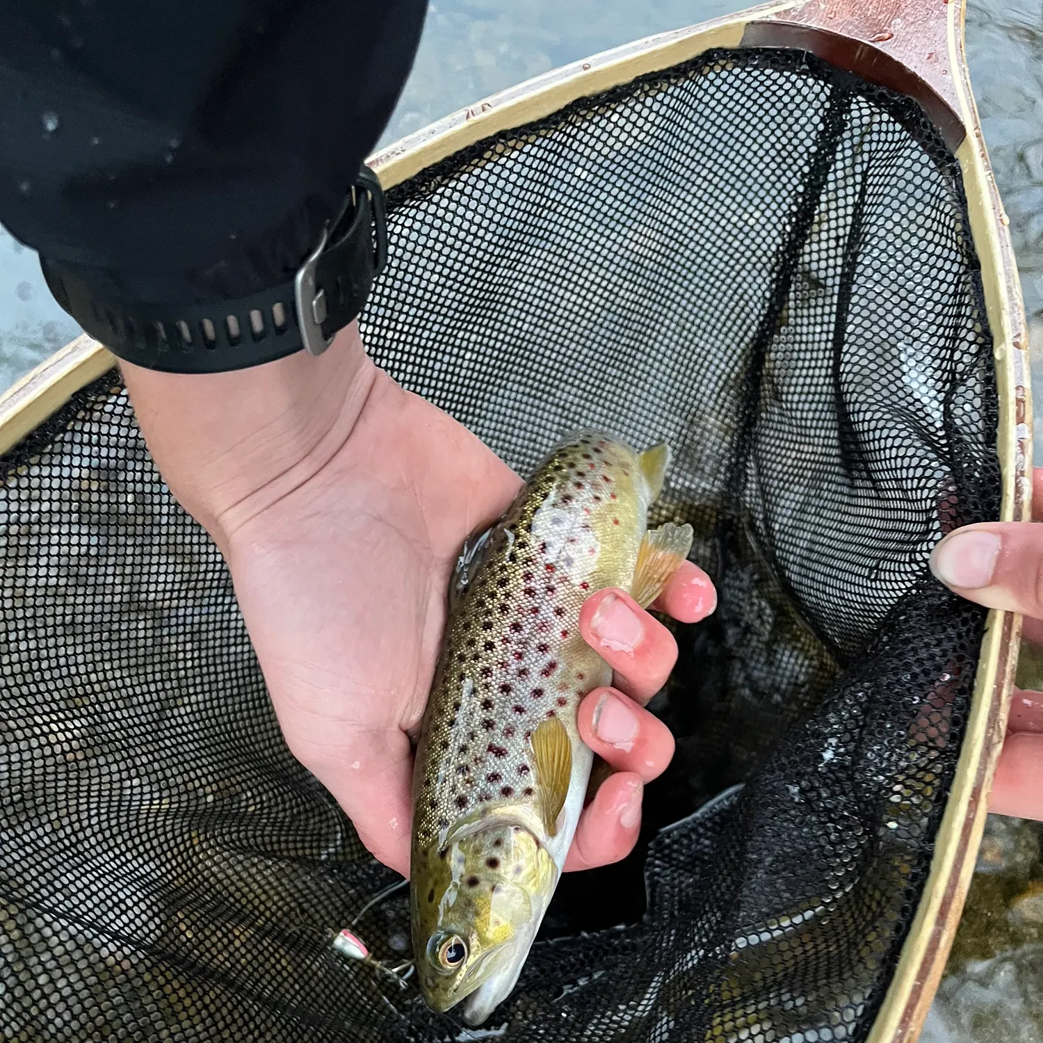 Brown trout caught on Fishbrain