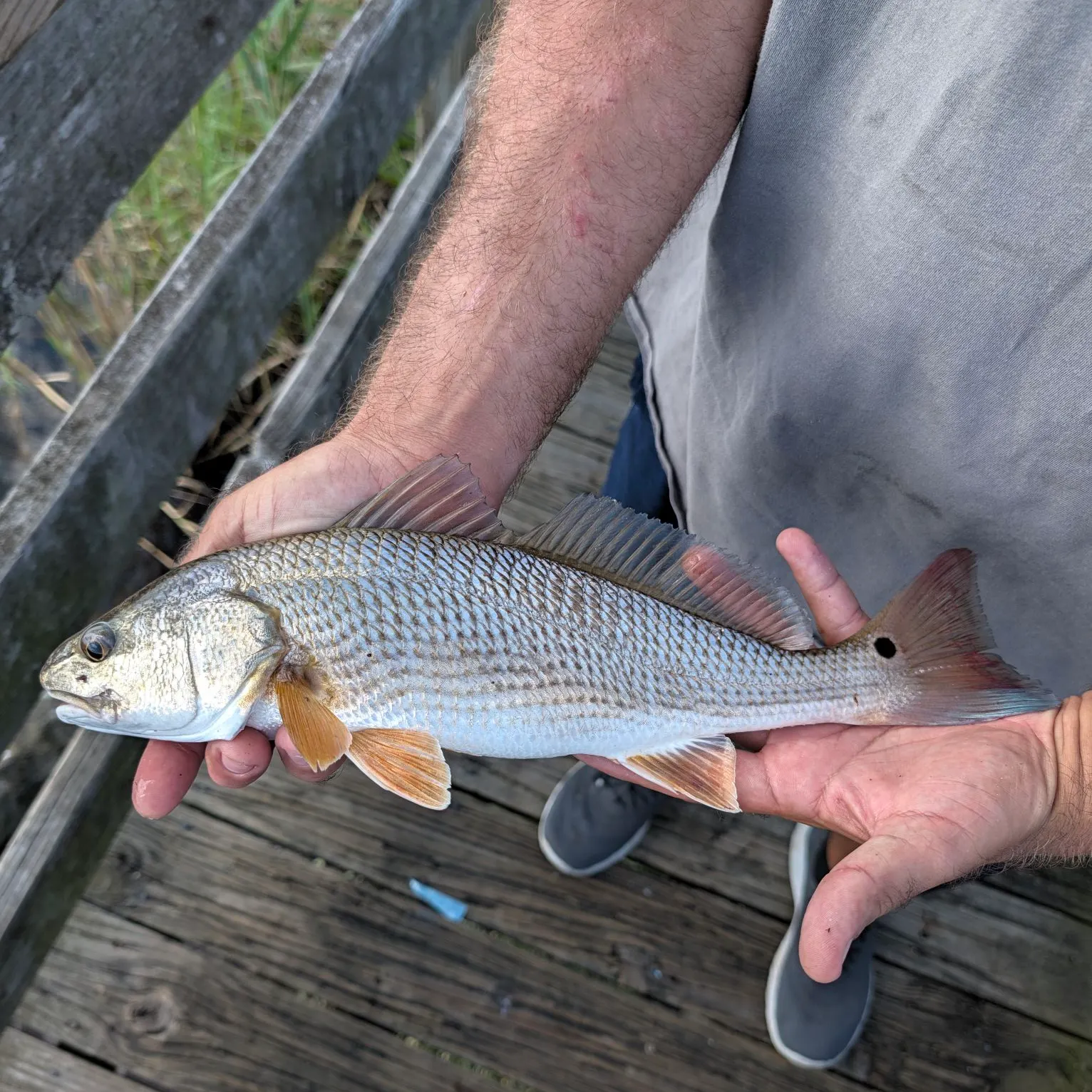 Red drum caught on Fishbrain