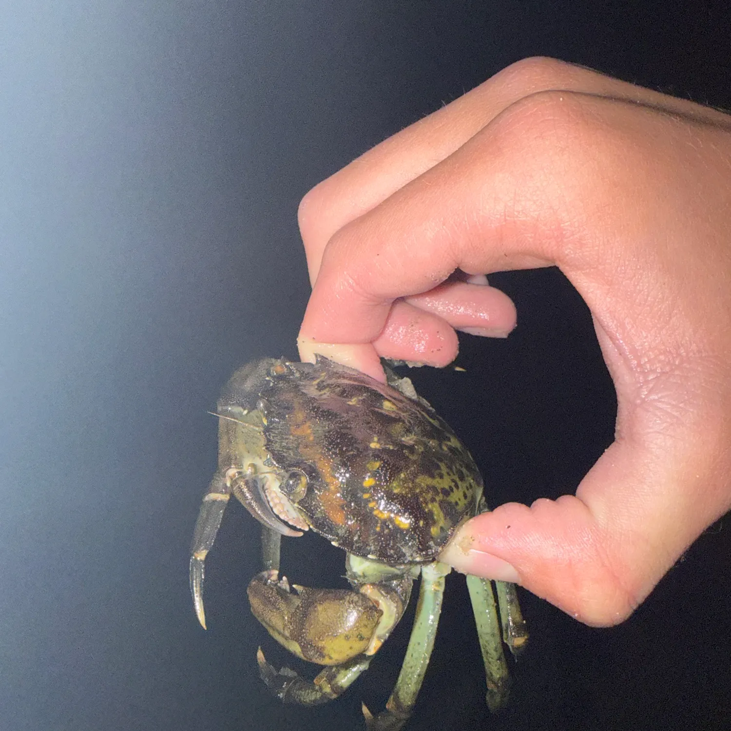 The most recent Green crab catches on Fishbrain