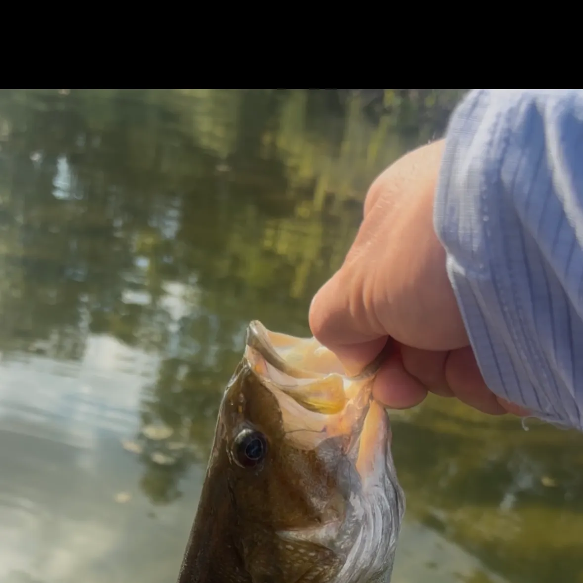 Smallmouth bass caught on Fishbrain