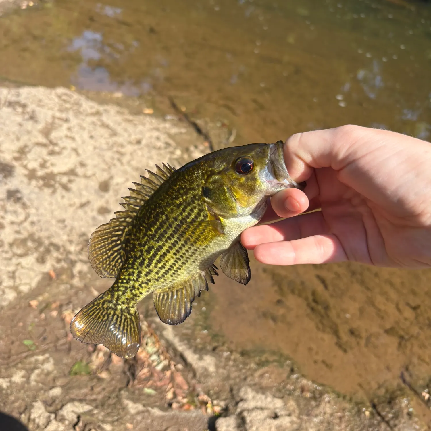 Rock bass caught on Fishbrain