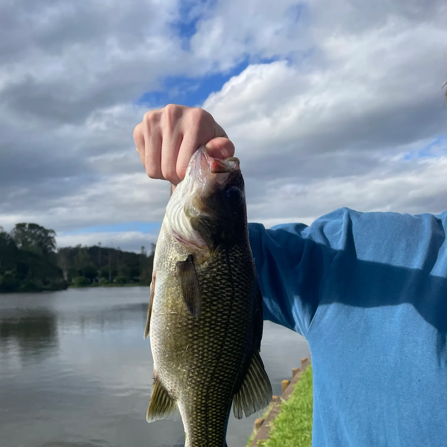 Australian bass caught on Fishbrain