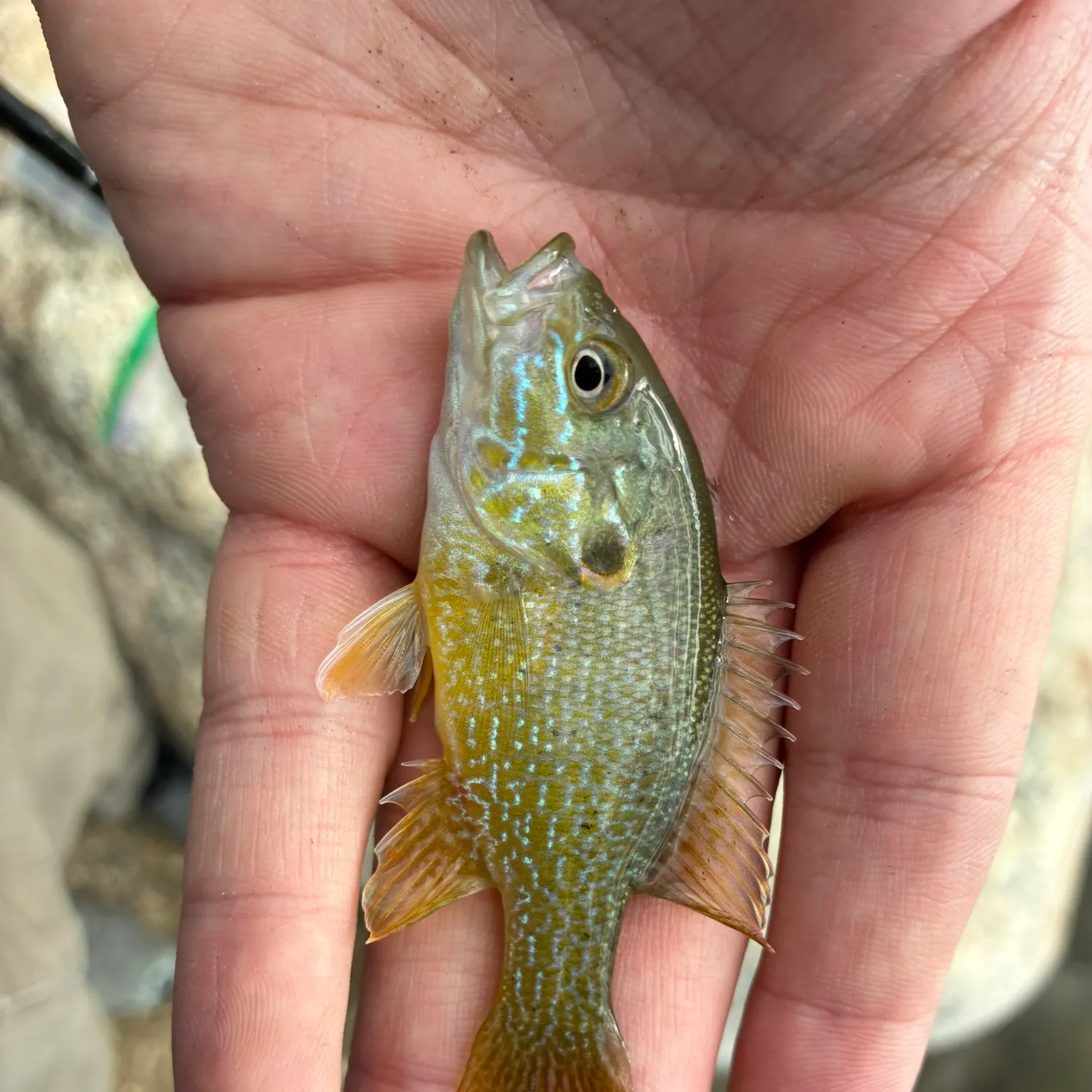 Green sunfish caught on Fishbrain