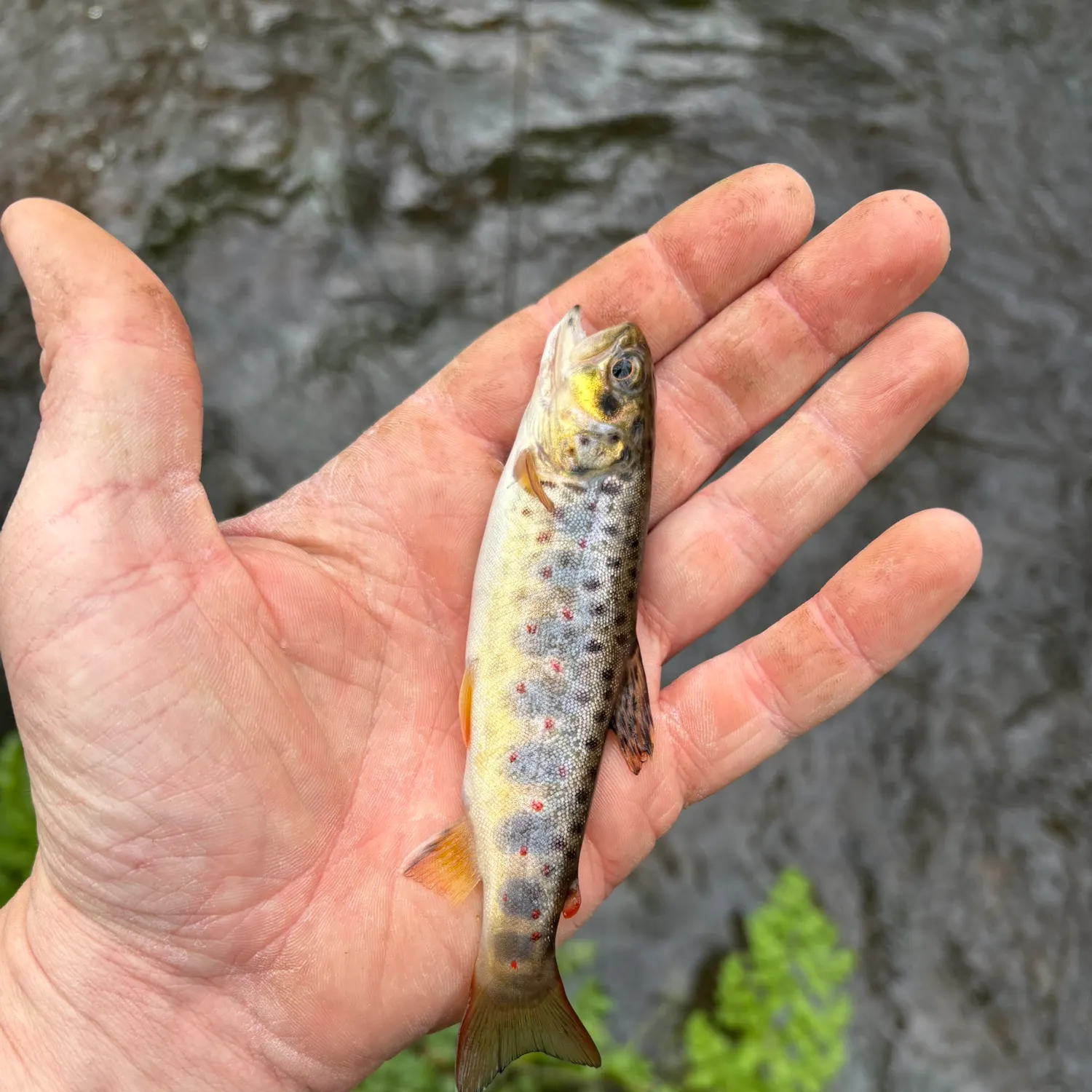 The most recent Lake trout catches on Fishbrain