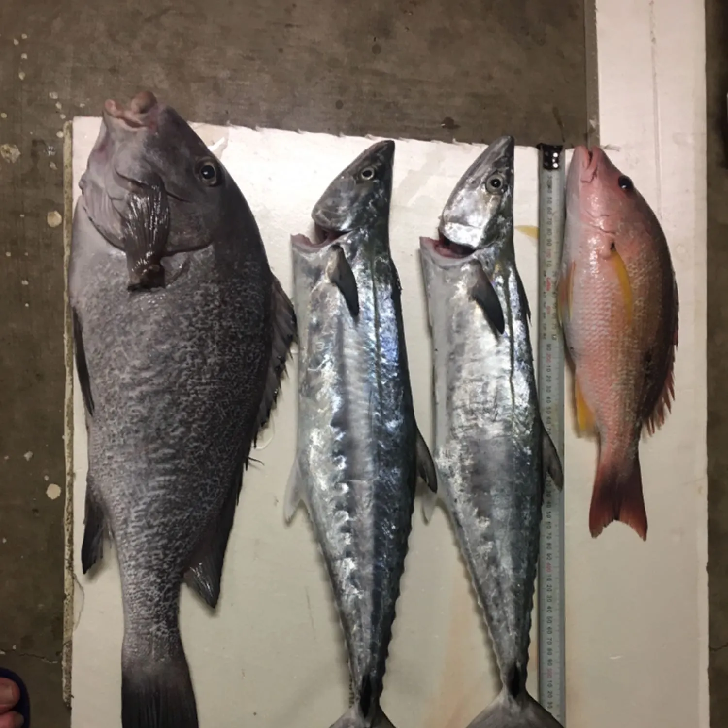 recently logged catches