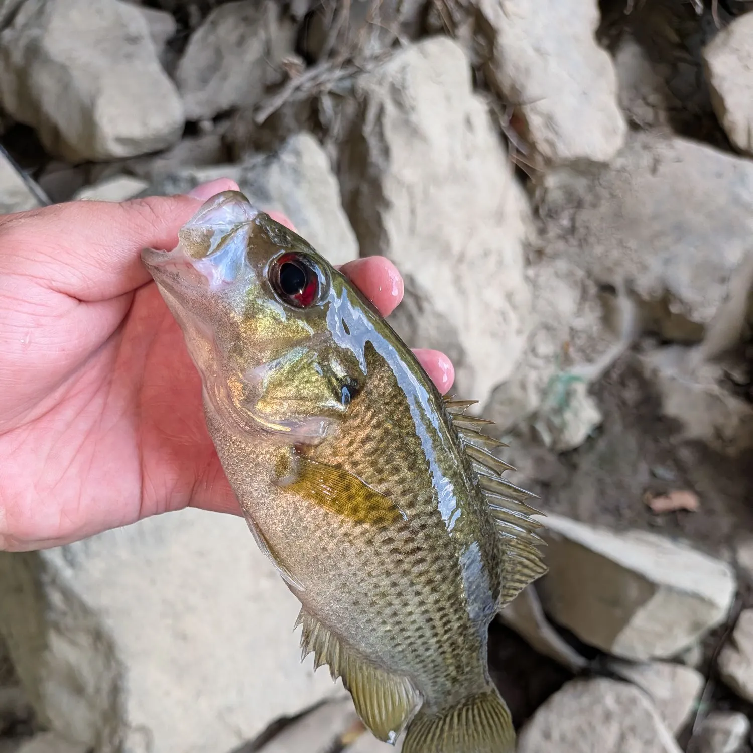Rock bass caught on Fishbrain