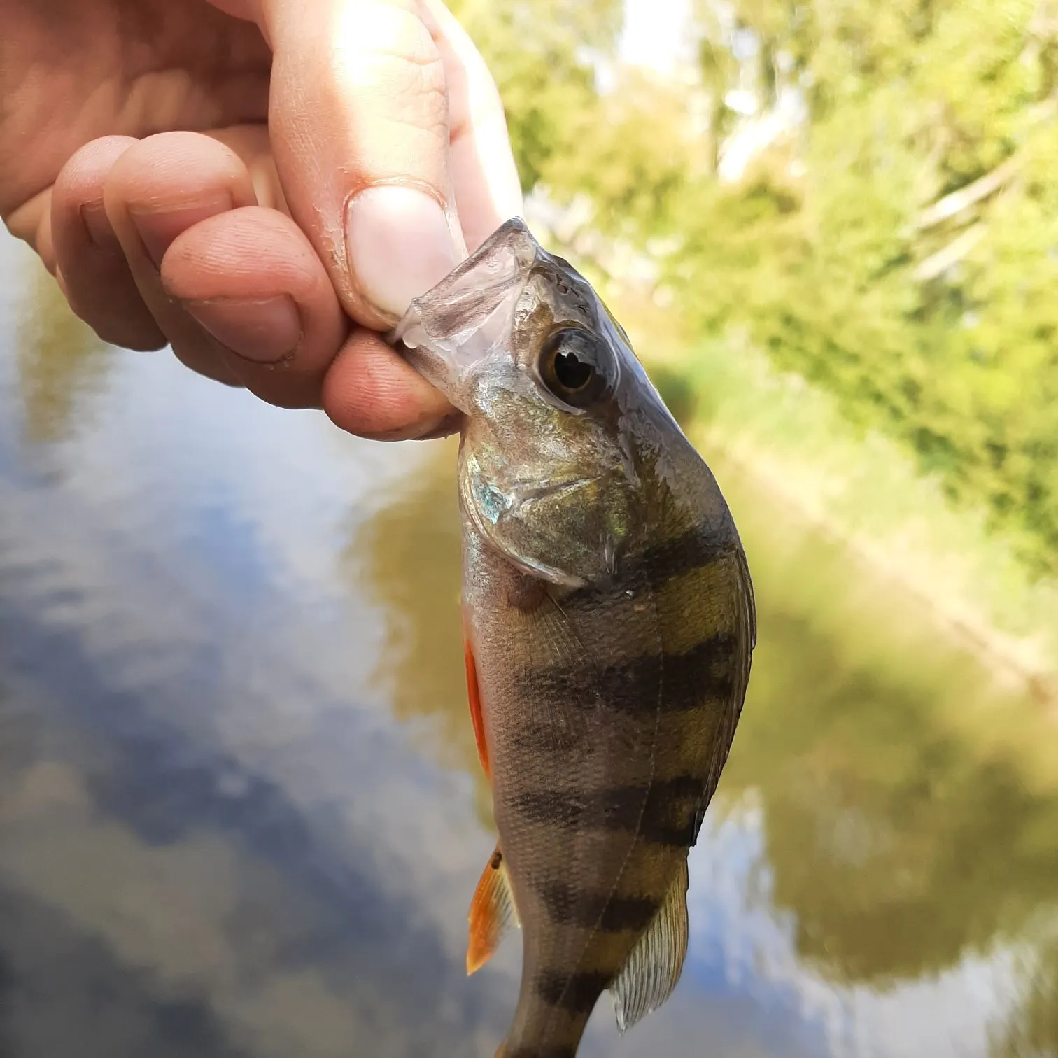European perch caught on Fishbrain