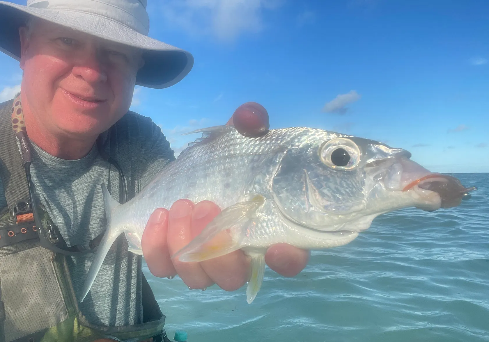 Striped mojarra