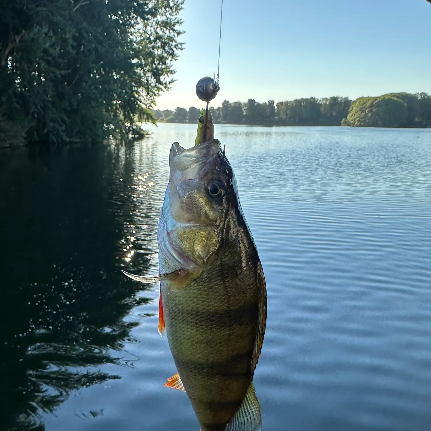 European perch caught on Fishbrain