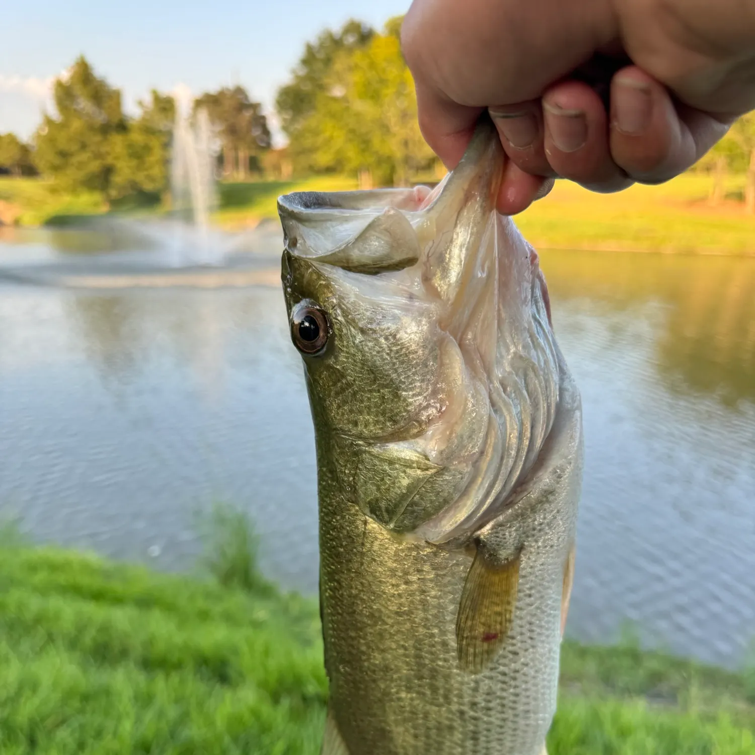 Fish caught on Fishbrain