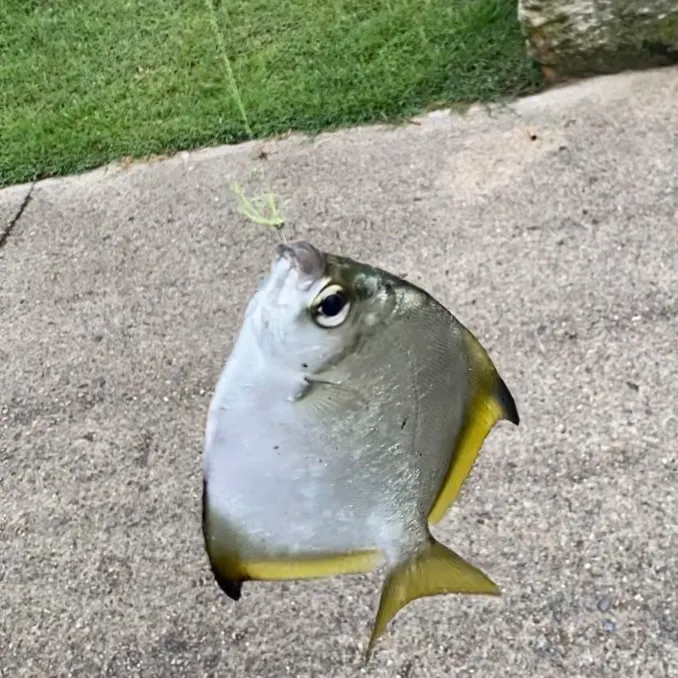 The most recent Silver moony catches on Fishbrain