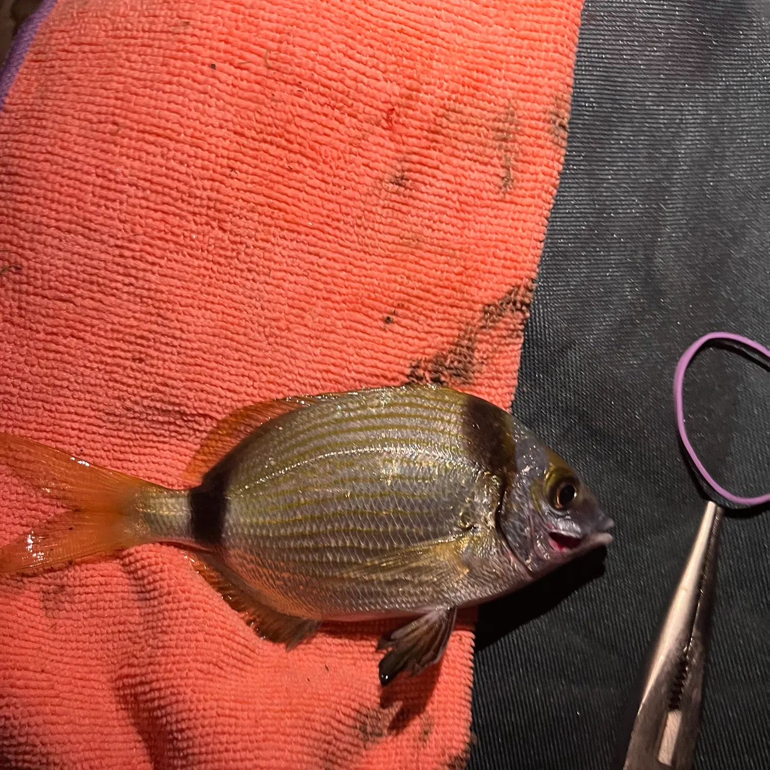 White seabream caught on Fishbrain