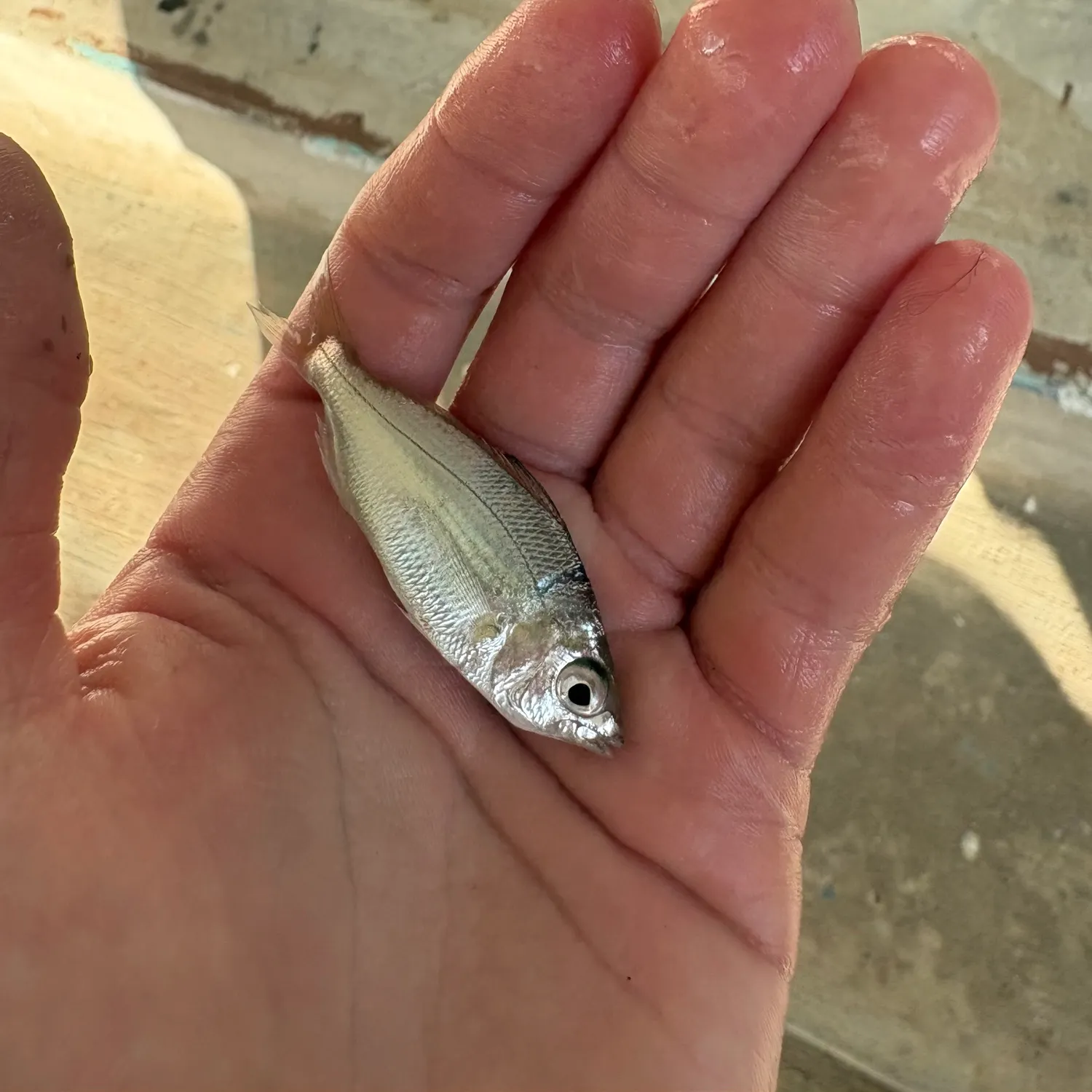 The most recent Silver jenny catches on Fishbrain
